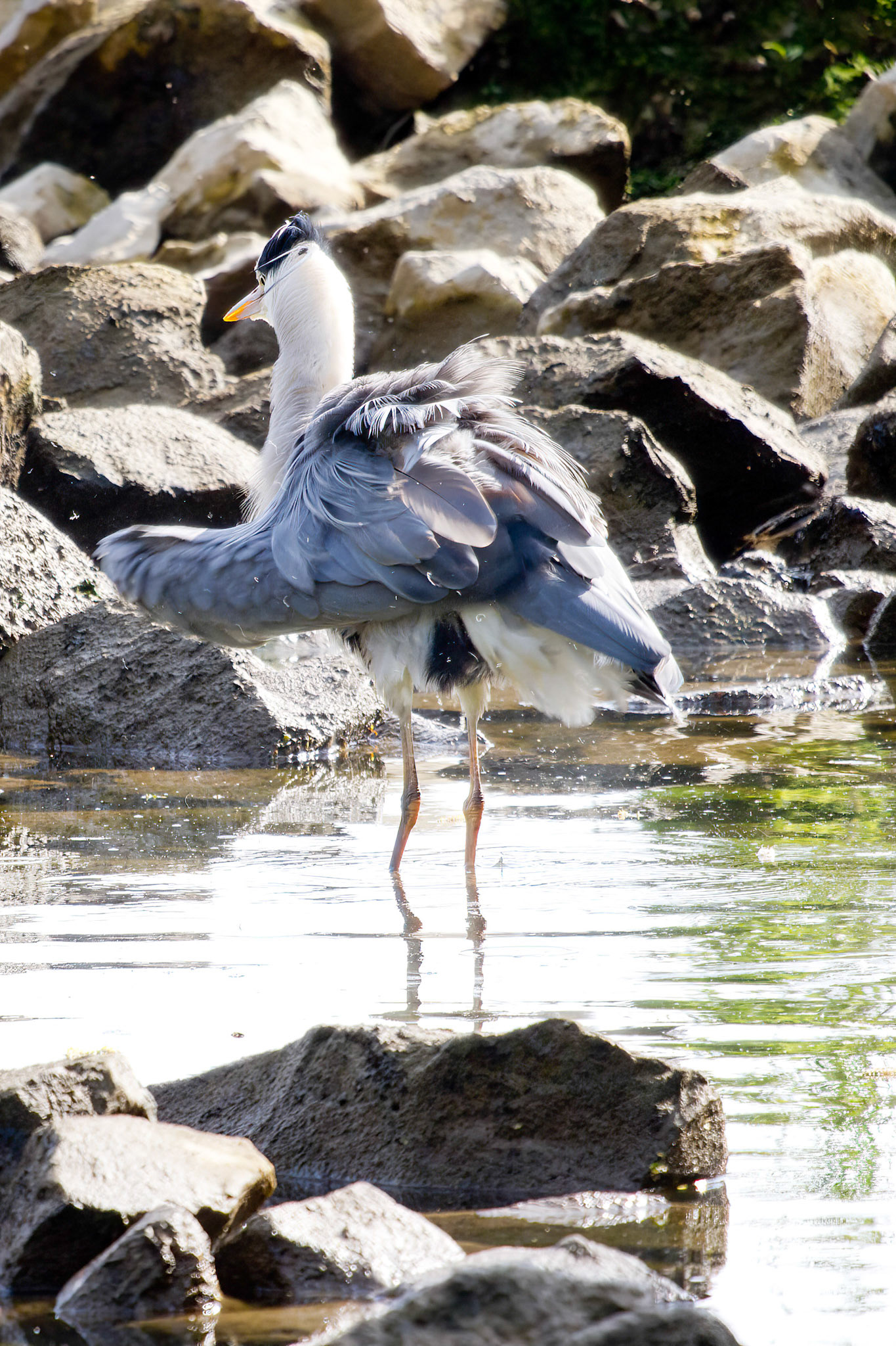 Blue heron - Blauwe reiger