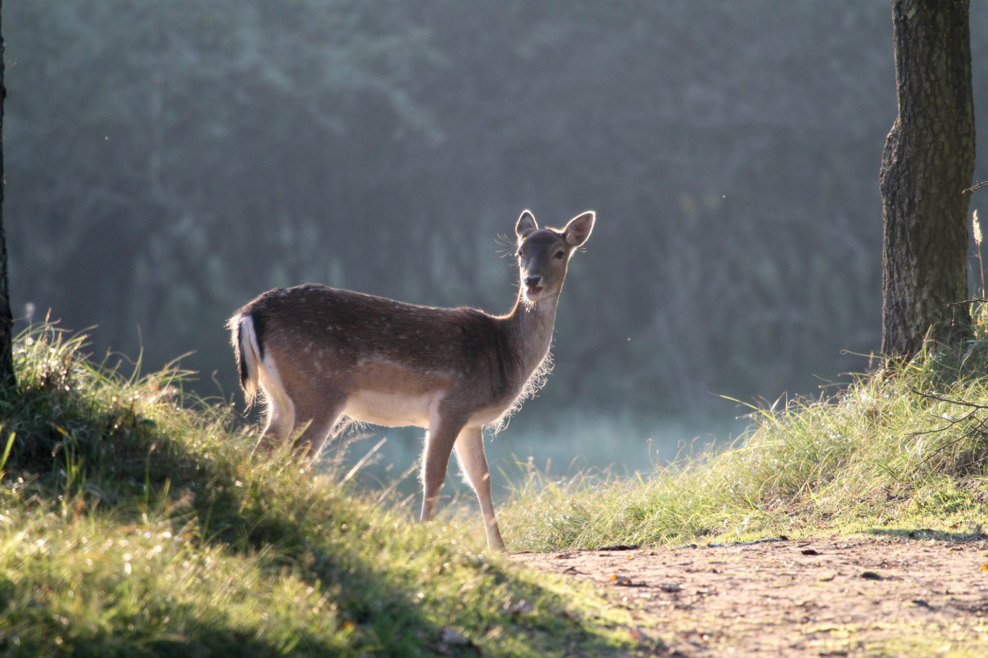Damhert-Fallow Deer-Damwild-Daim