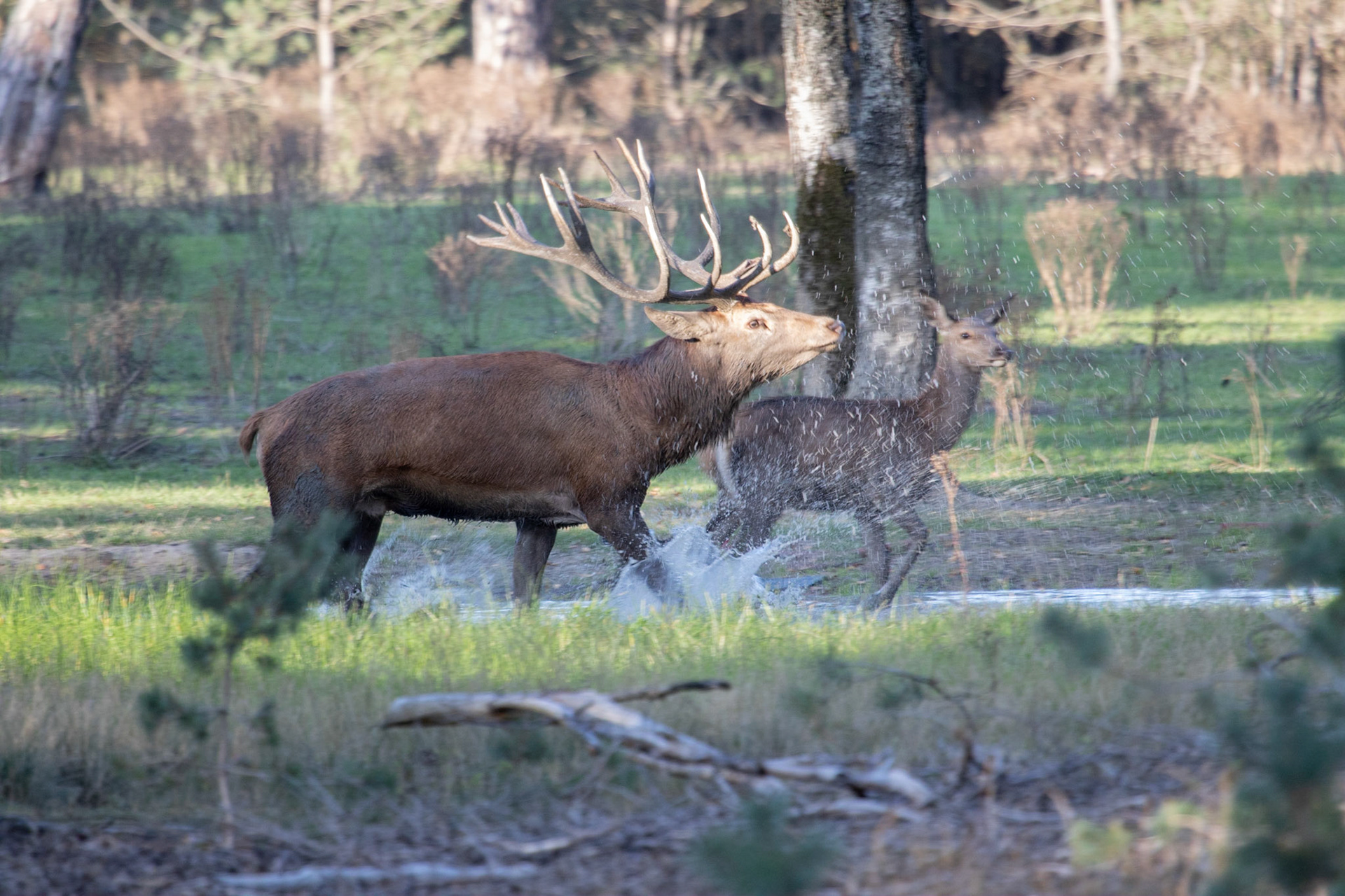 Edelhert-Red Deer-Rothirsch-Cerf Elaph
