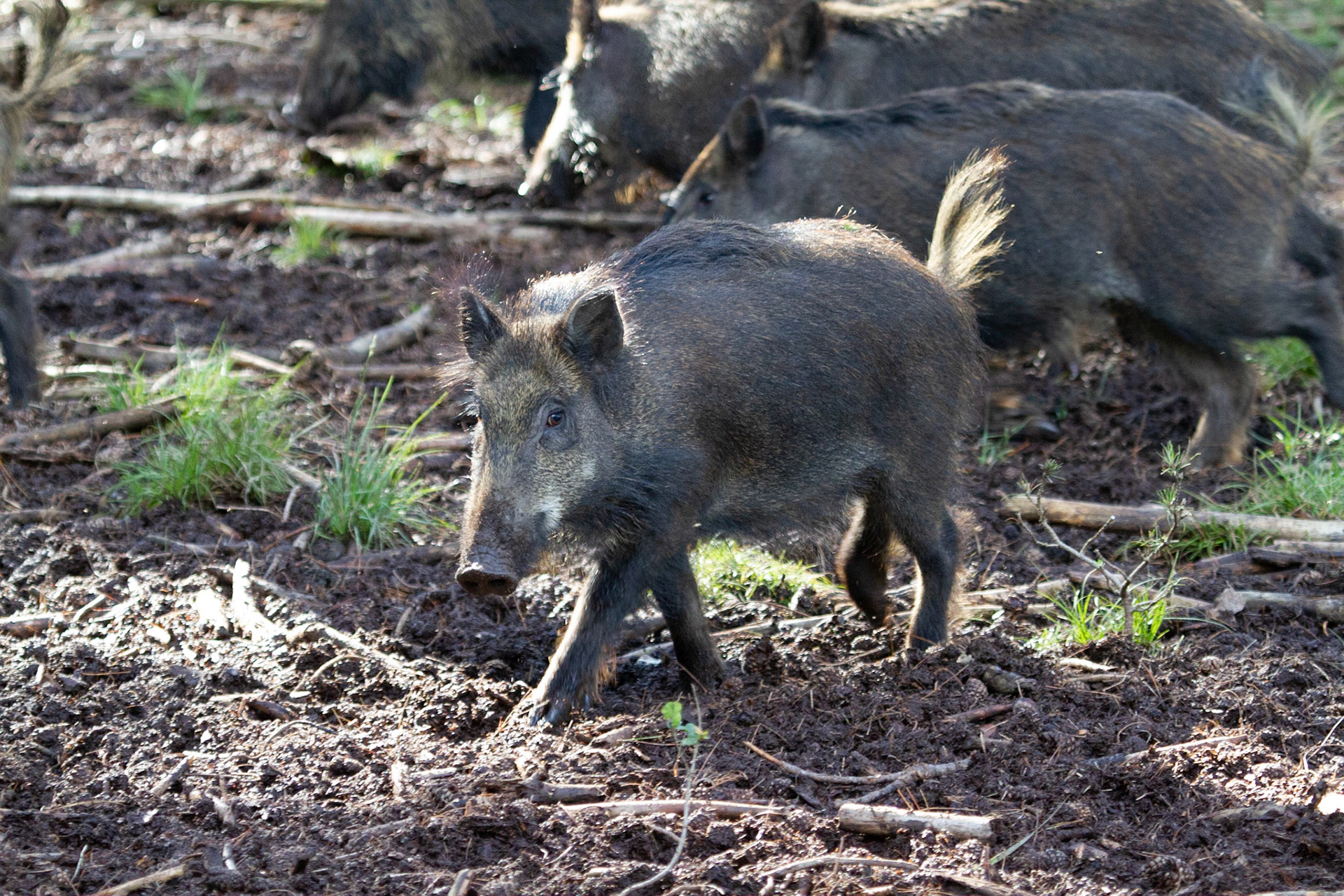 Wild boar - Wild zwijn