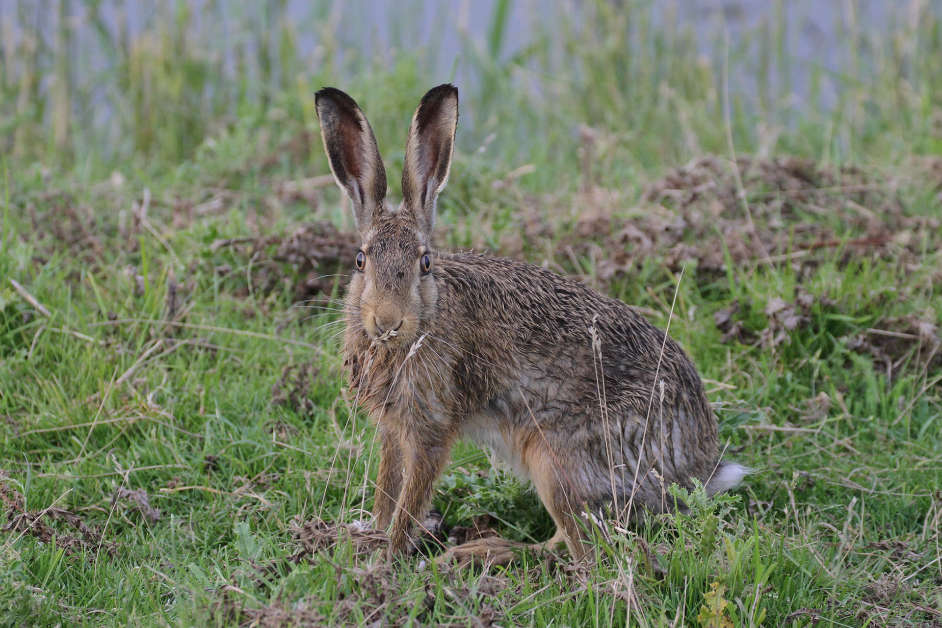Hare - Haas