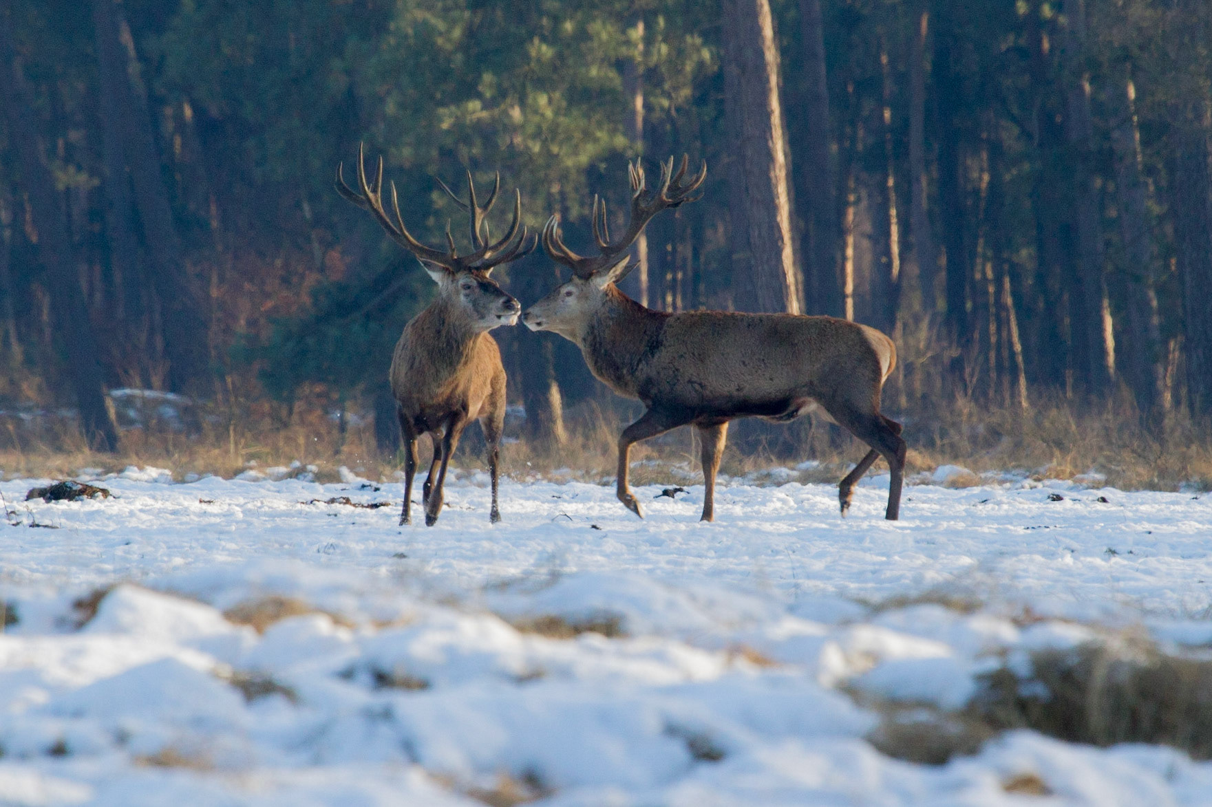 Edelhert-Red Deer-Rothirsch-Cerf Elaph