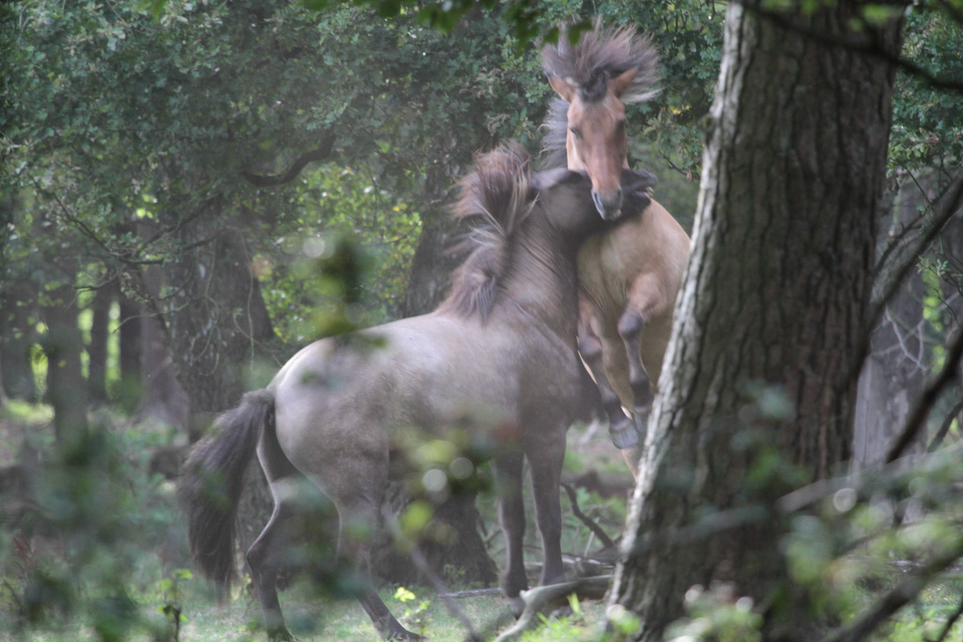 Icelandic Horse - IJslands paard