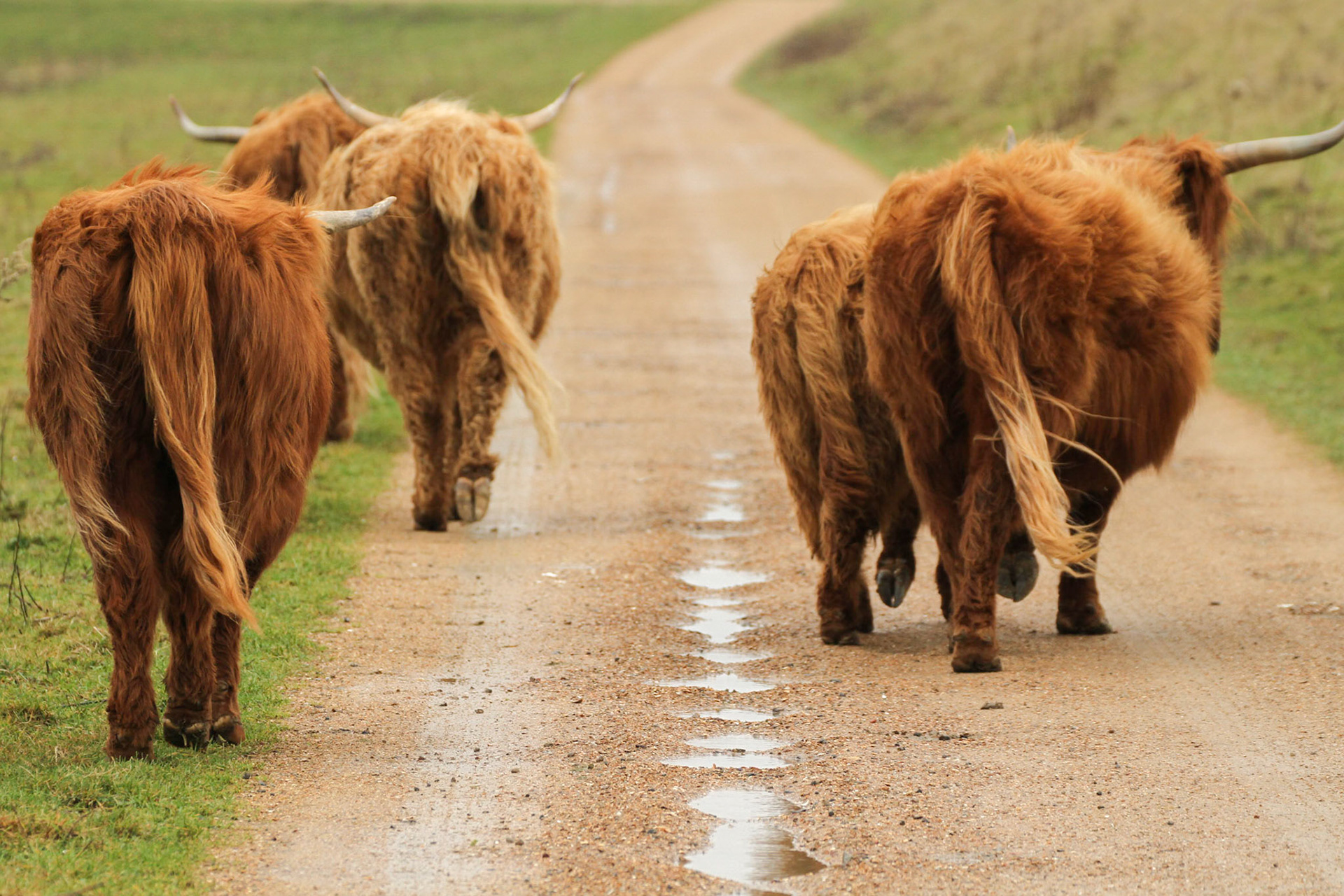 Highland Cow - Schotse Hooglander