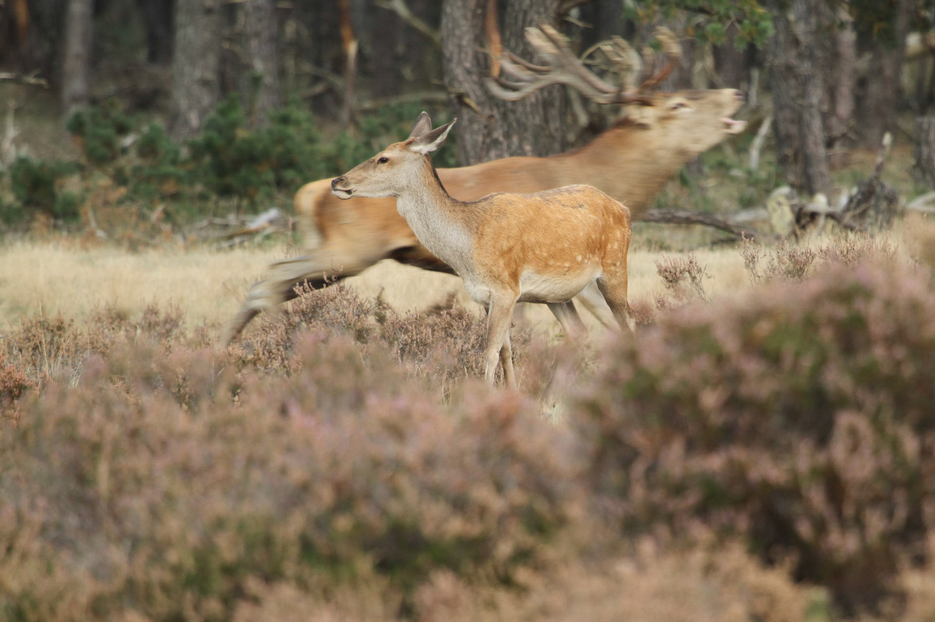 Edelhert-Red Deer-Rothirsch-Cerf Elaph