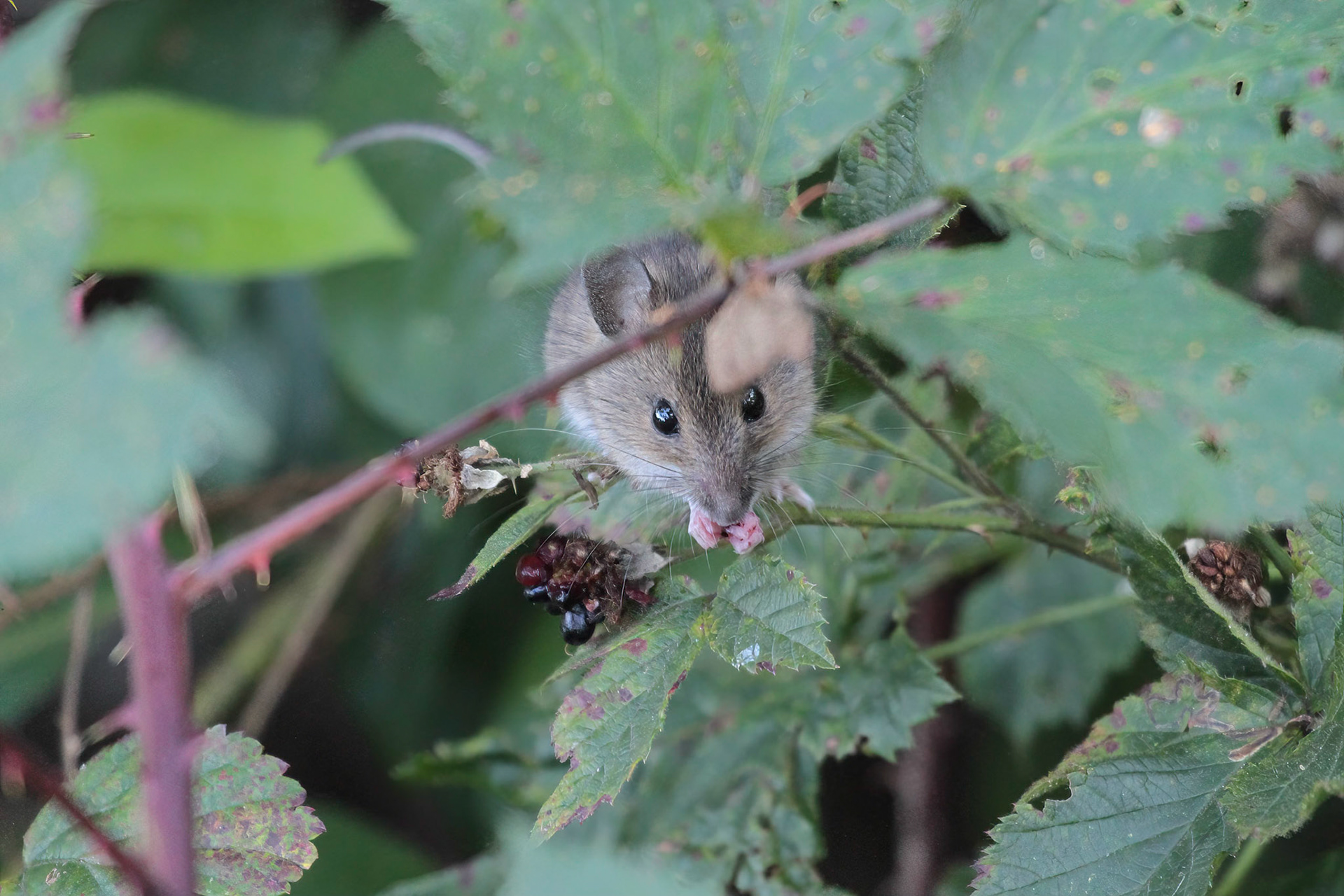 Mouse - Muis