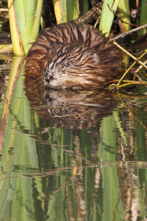 Beaver - Bever