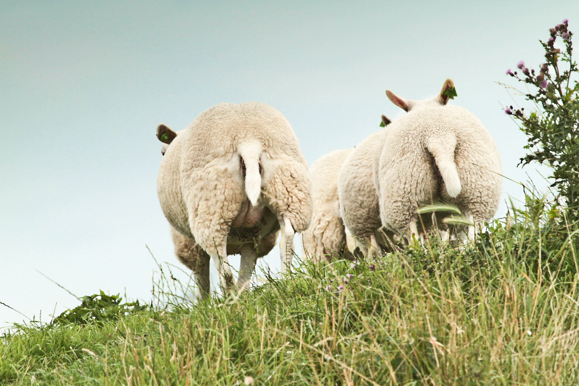 Sheep - Schaap