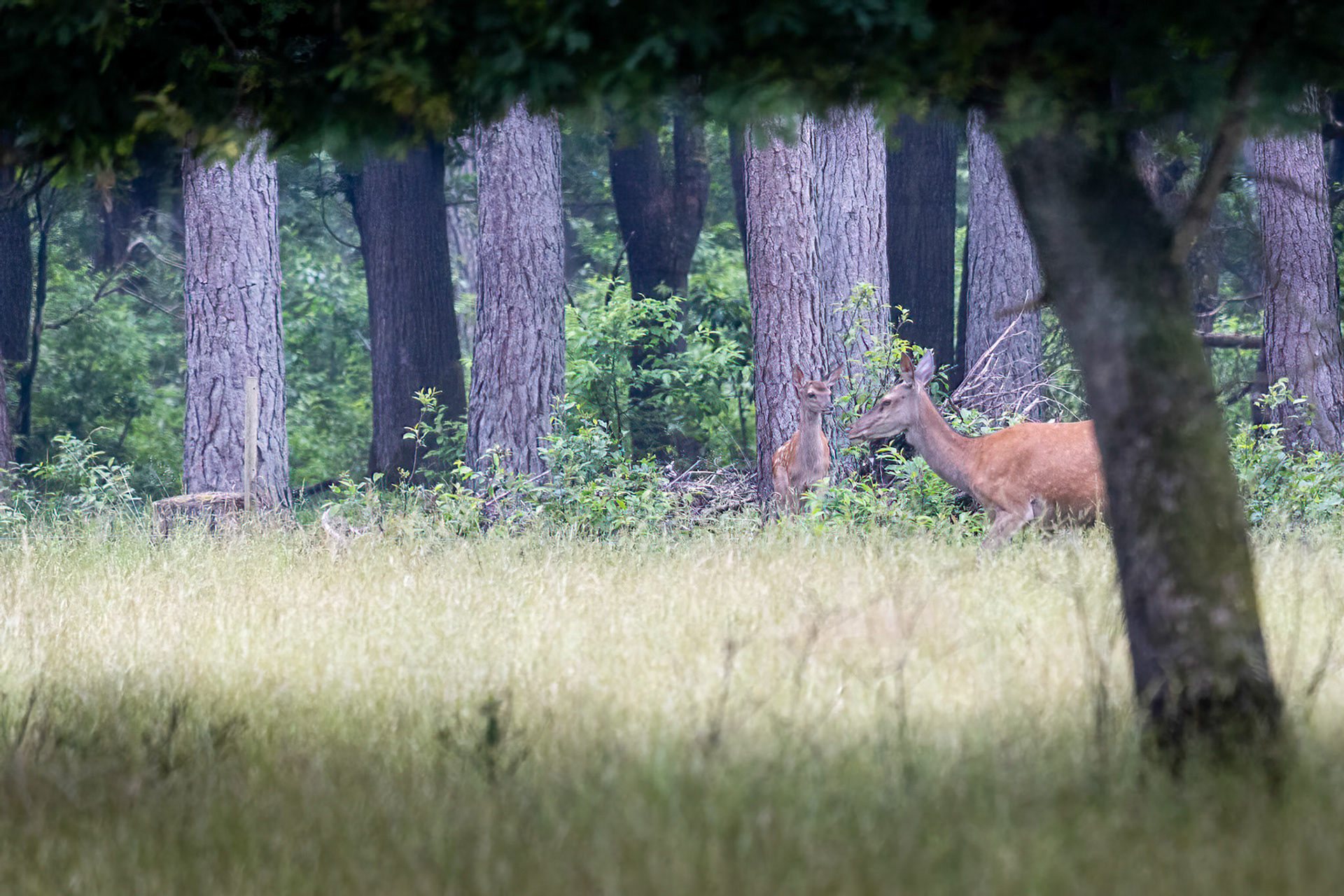 Edelhert-Red Deer-Rothirsch-Cerf Elaph