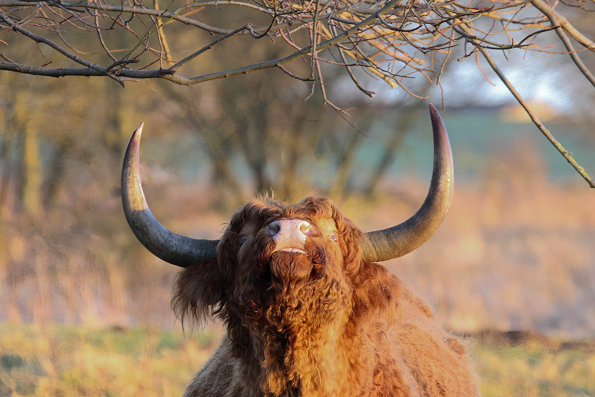 Highland Cow - Schotse Hooglander