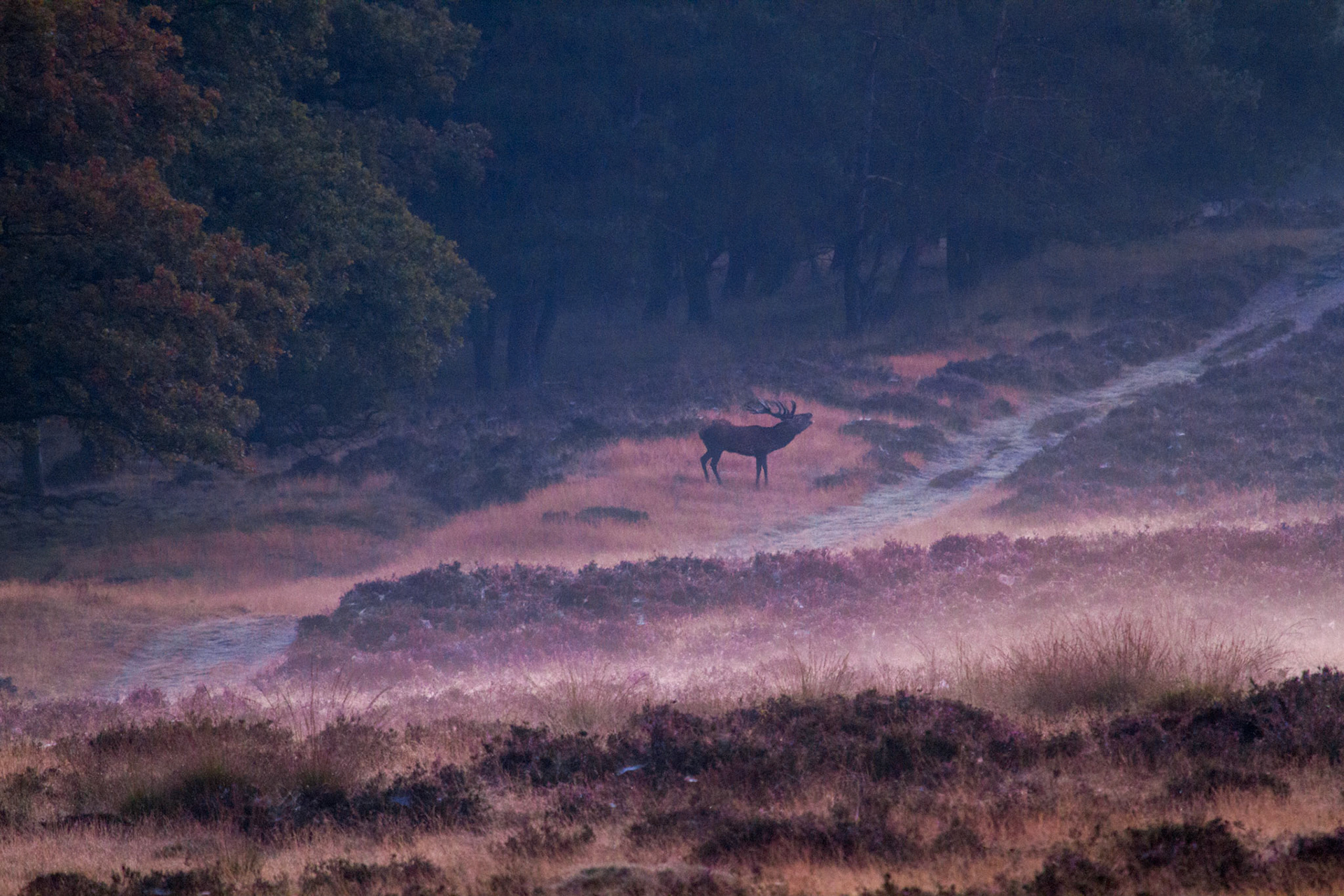 Edelhert-Red Deer-Rothirsch-Cerf Elaph