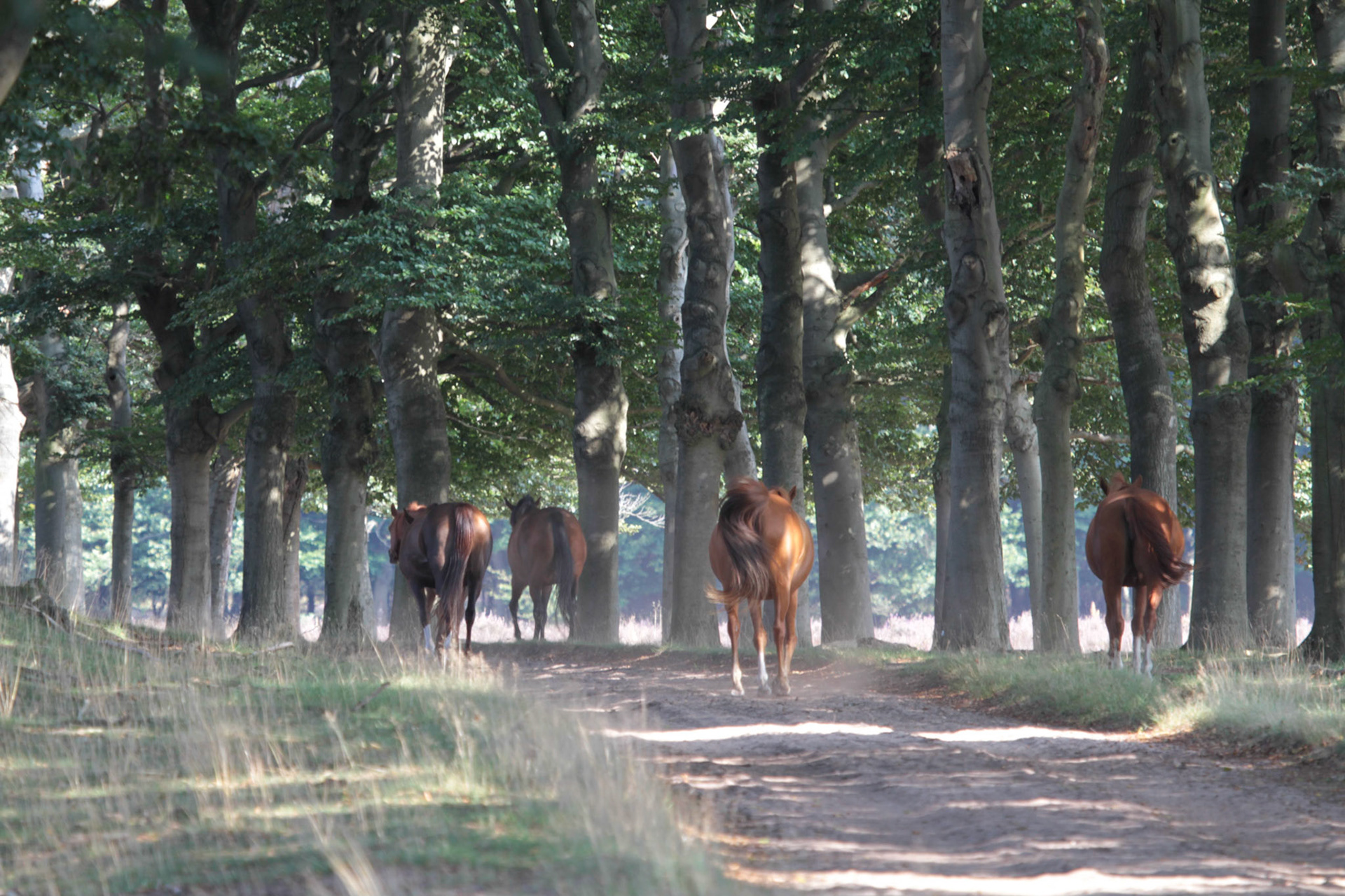 Horse - Paard