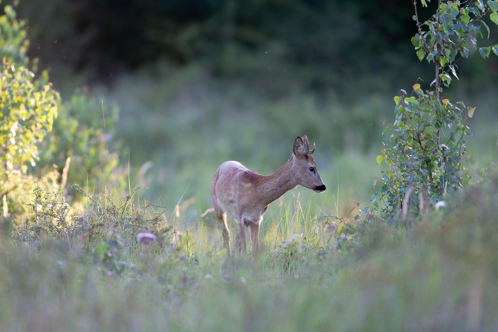 Ree-Roe Deer-Reh-Chevreuil