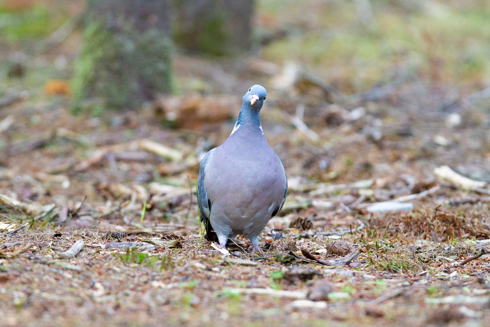 Wood Pigeon - Houtduif