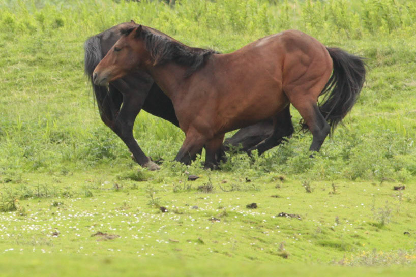 Horse - Paard