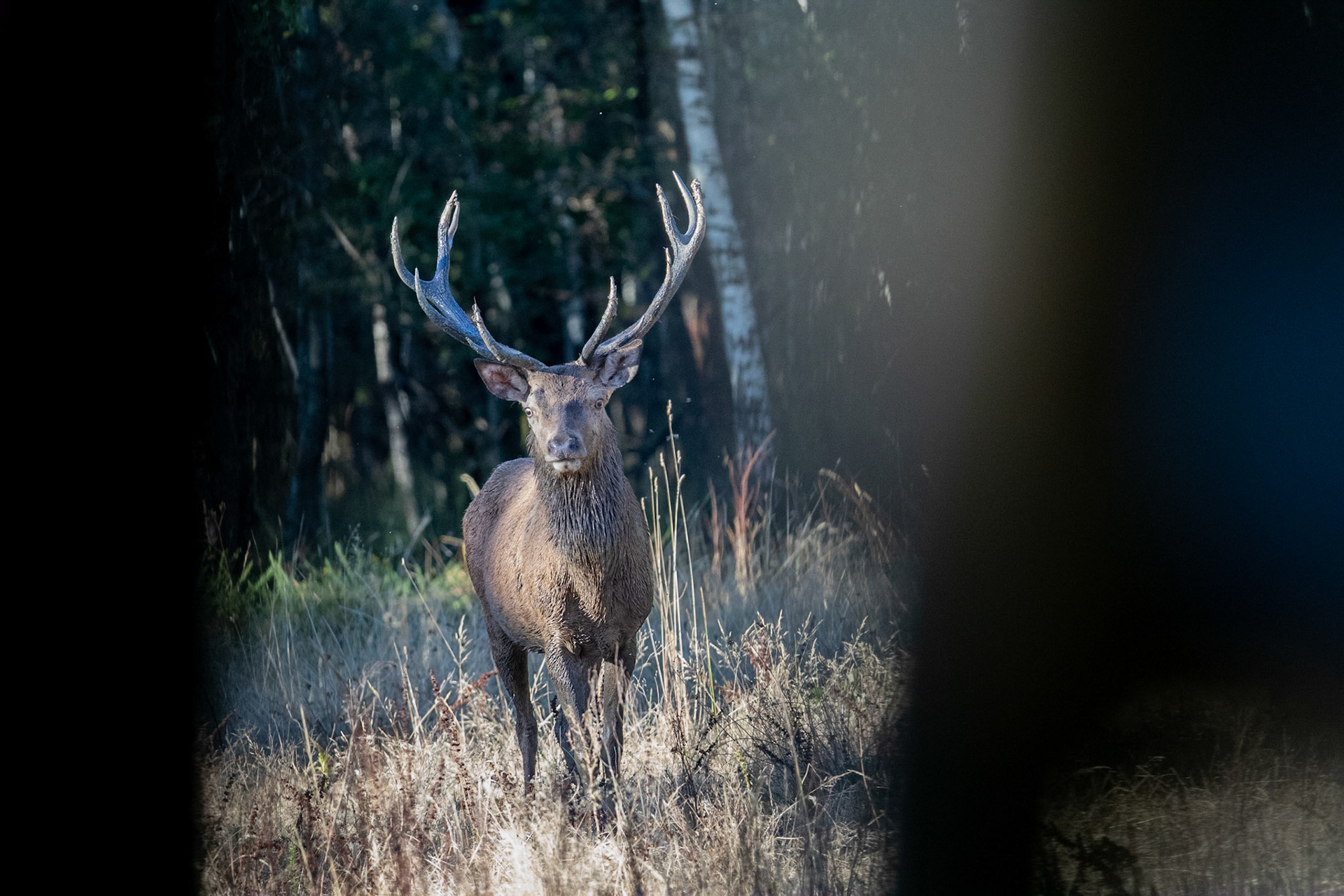 Edelhert-Red Deer-Rothirsch-Cerf Elaph