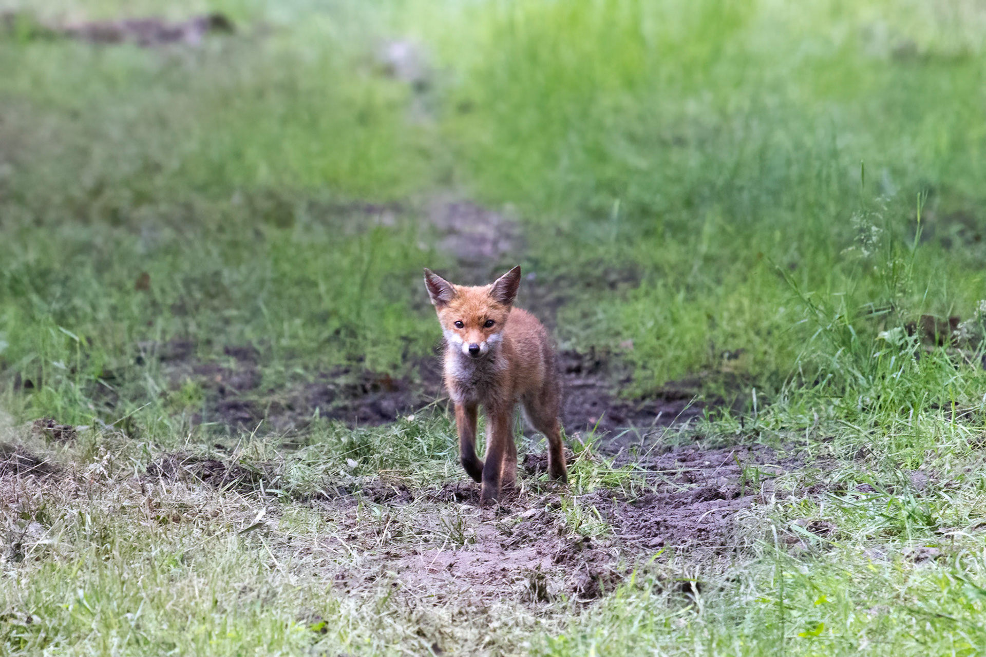 Fox - Vos
