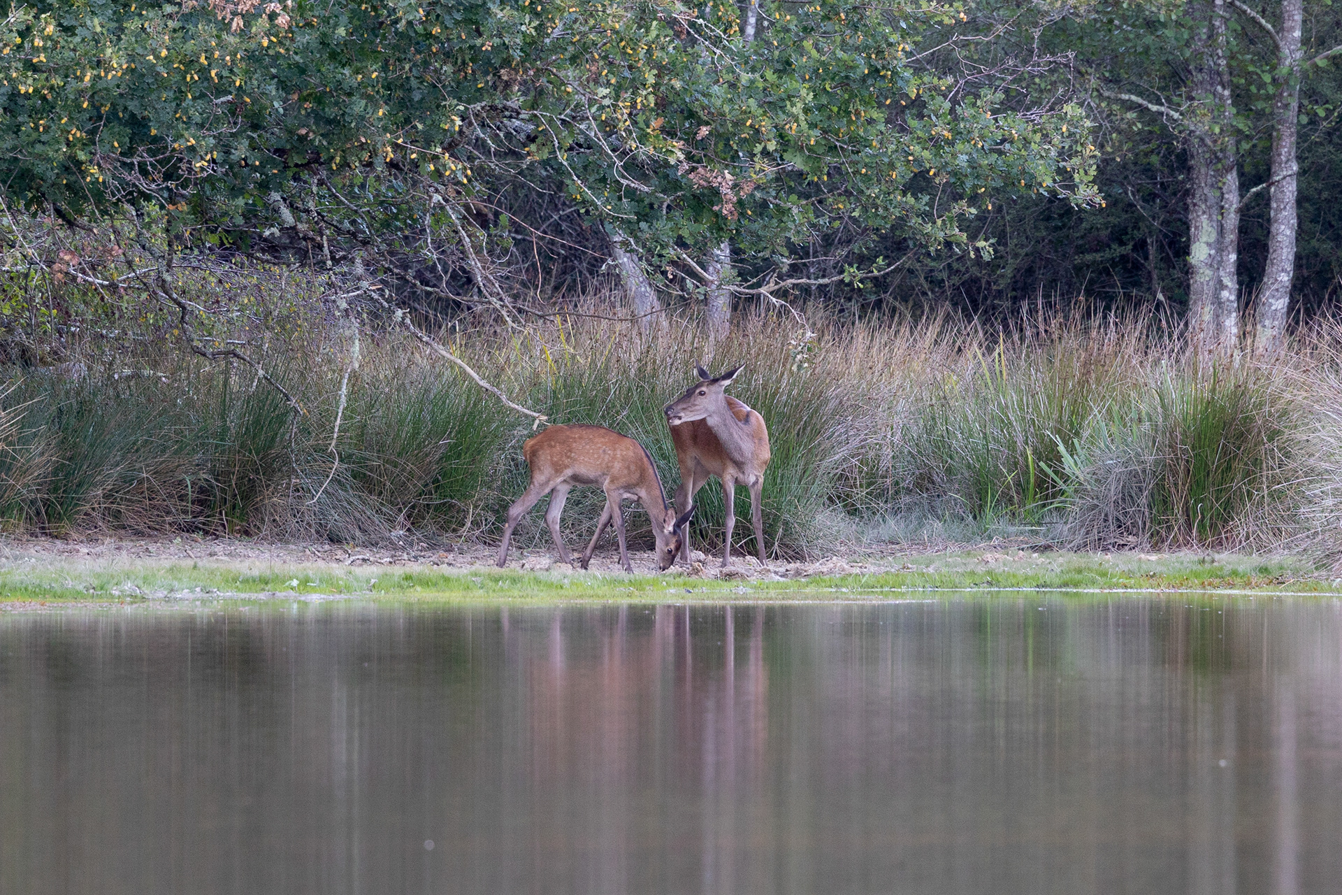 Click below for Wildlife-Flora-Landscapes