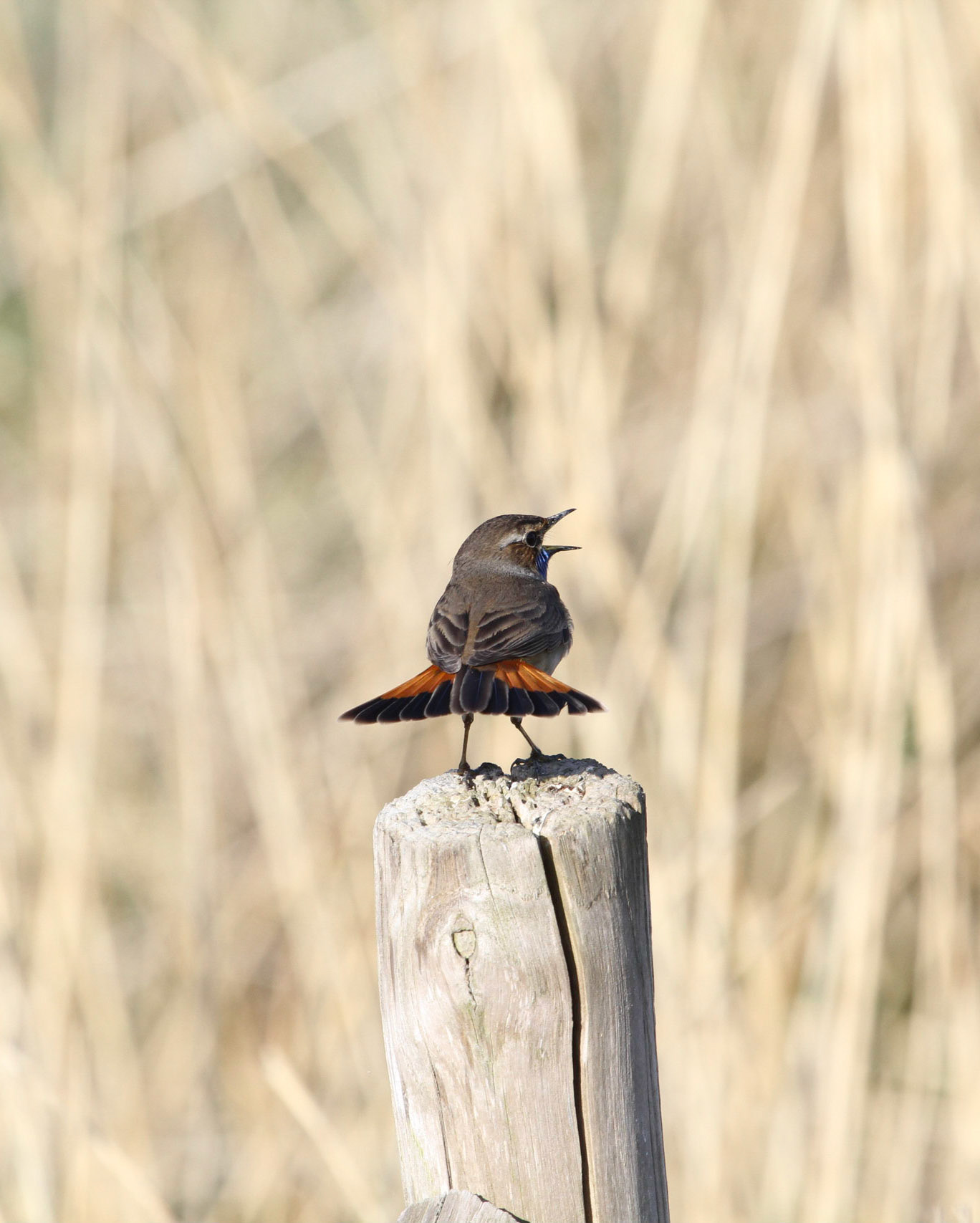 Bluethroat - Blauwborst