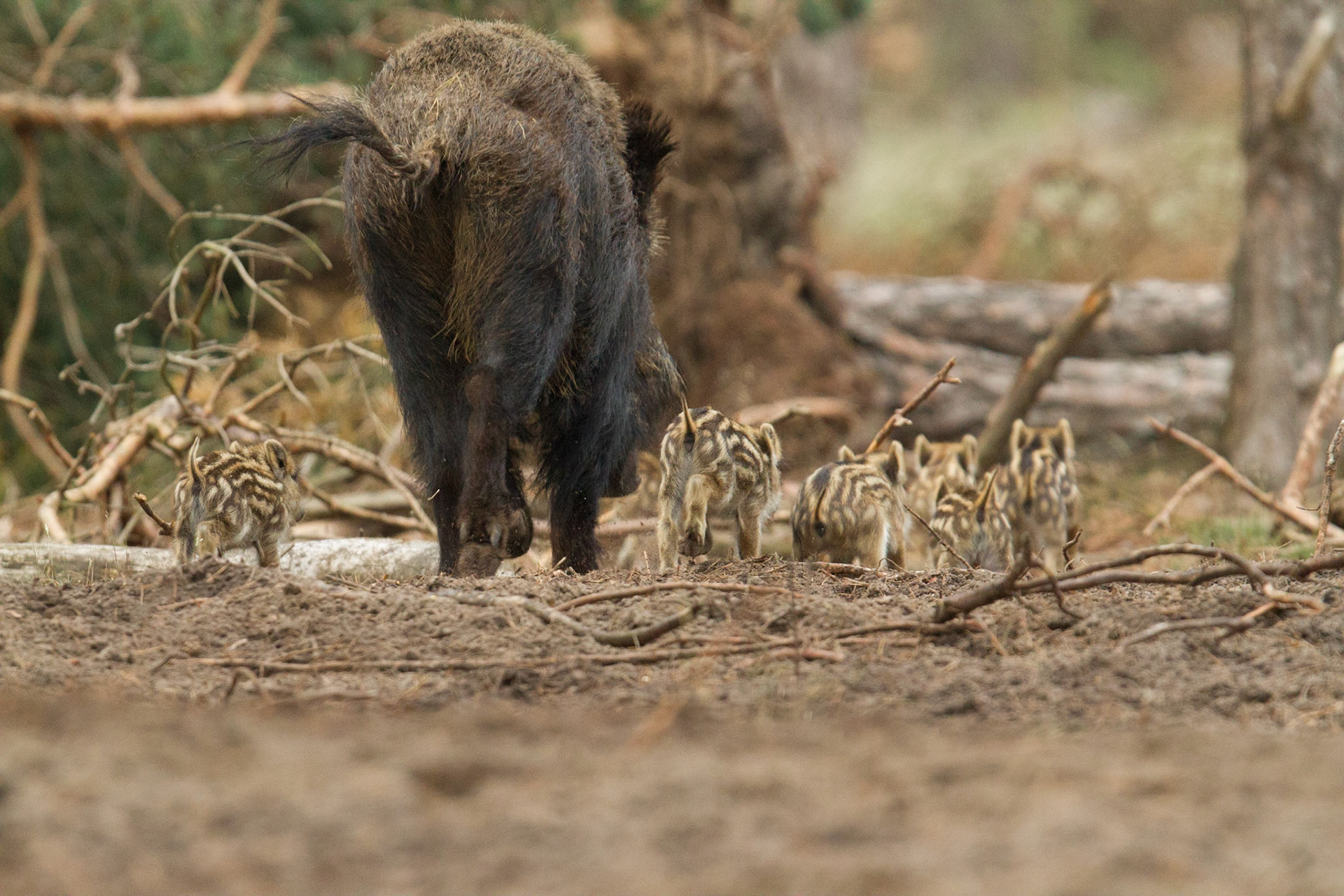 Wild boar - Wild zwijn