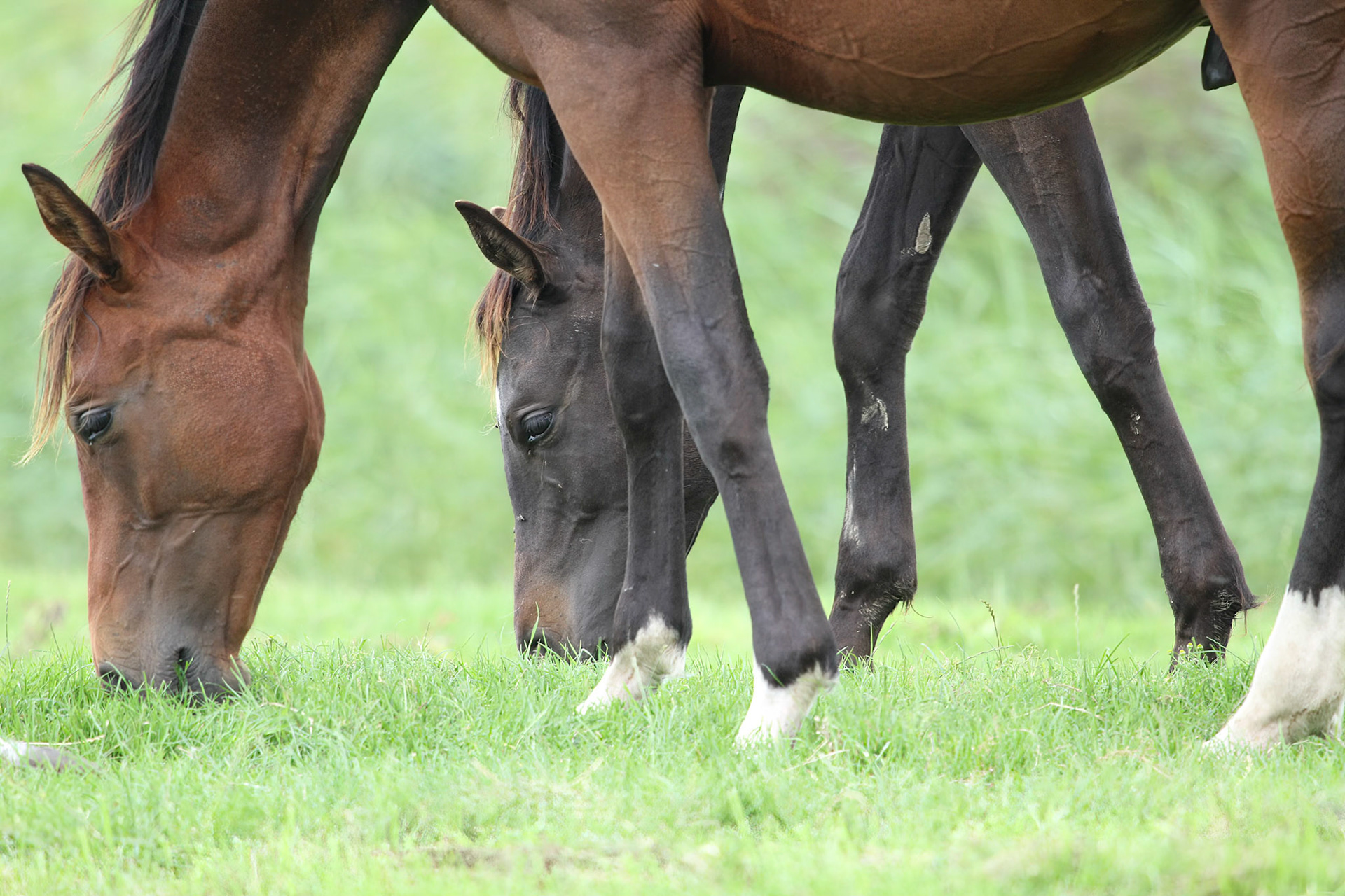 Horse - Paard
