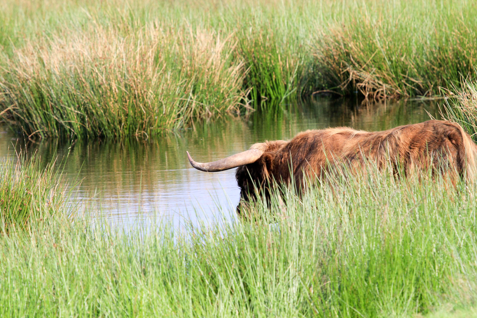 Highland Cow - Schotse Hooglander