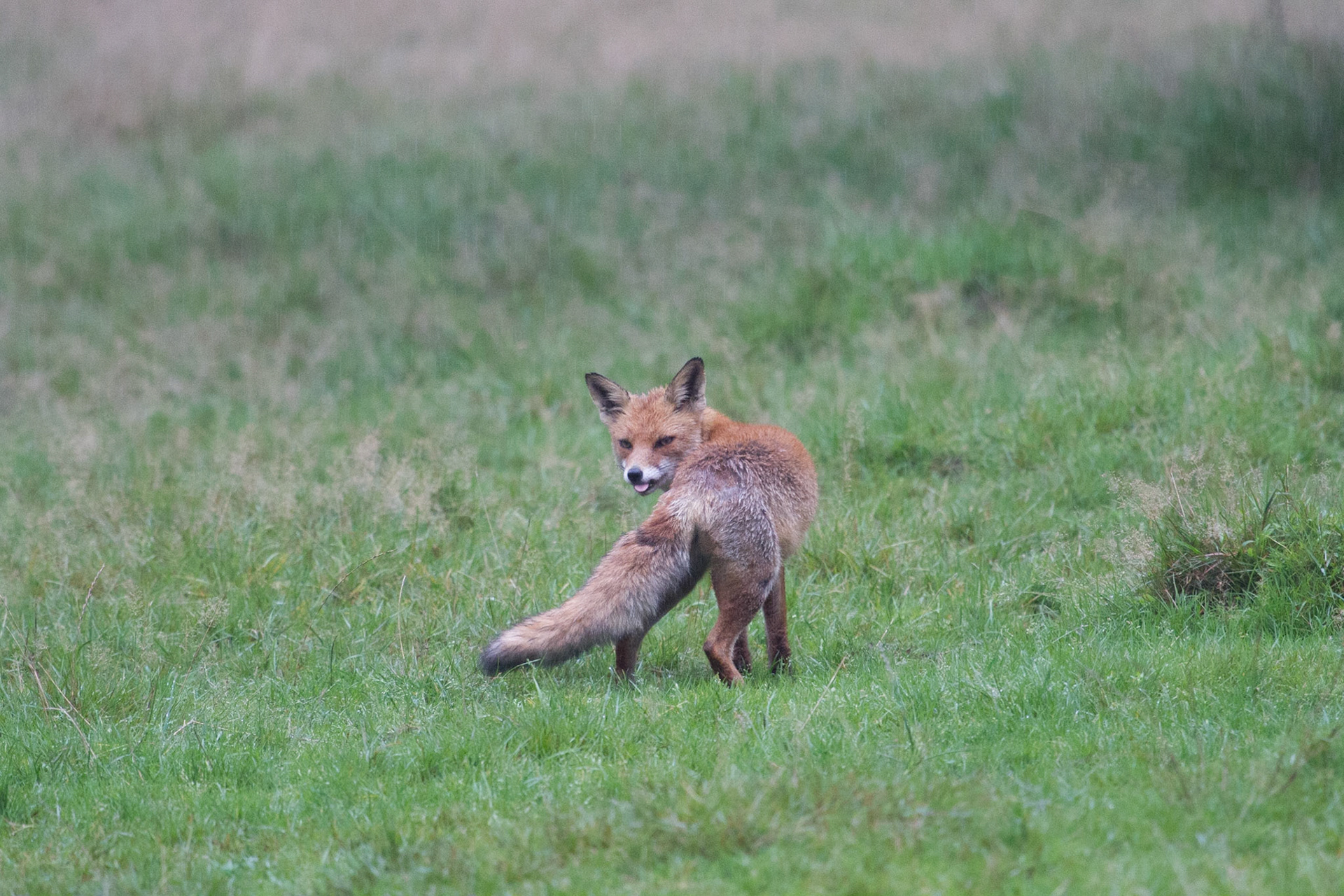 Fox - Vos