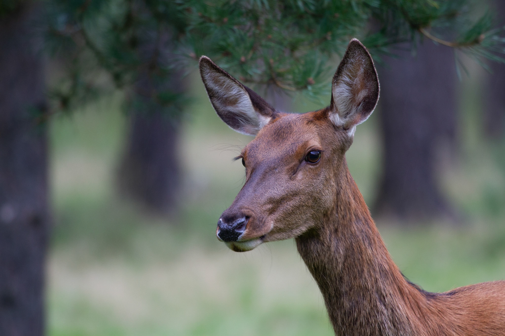 Edelhert-Red Deer-Rothirsch-Cerf Elaph