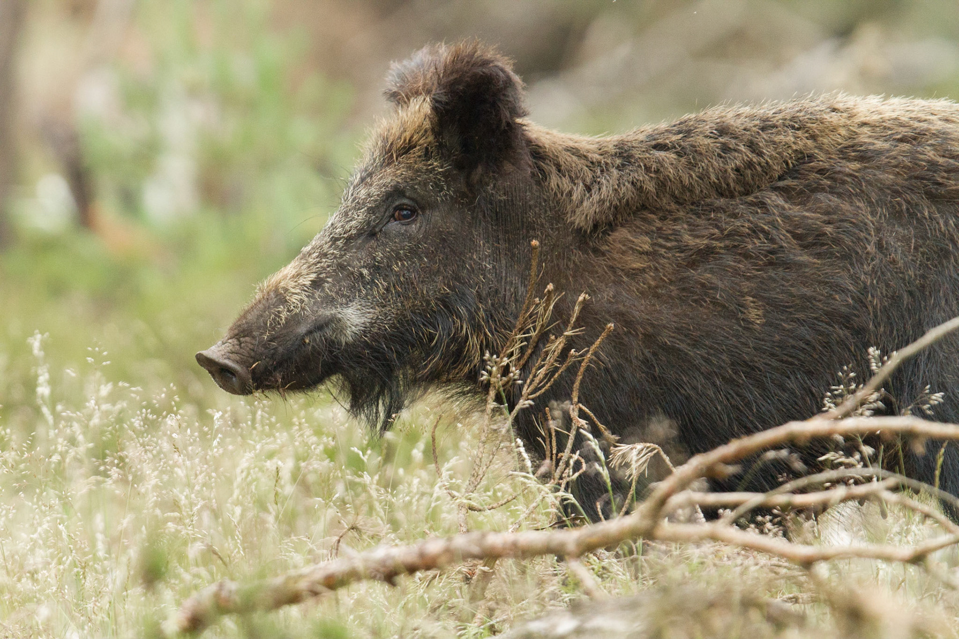 Wild boar - Wild zwijn