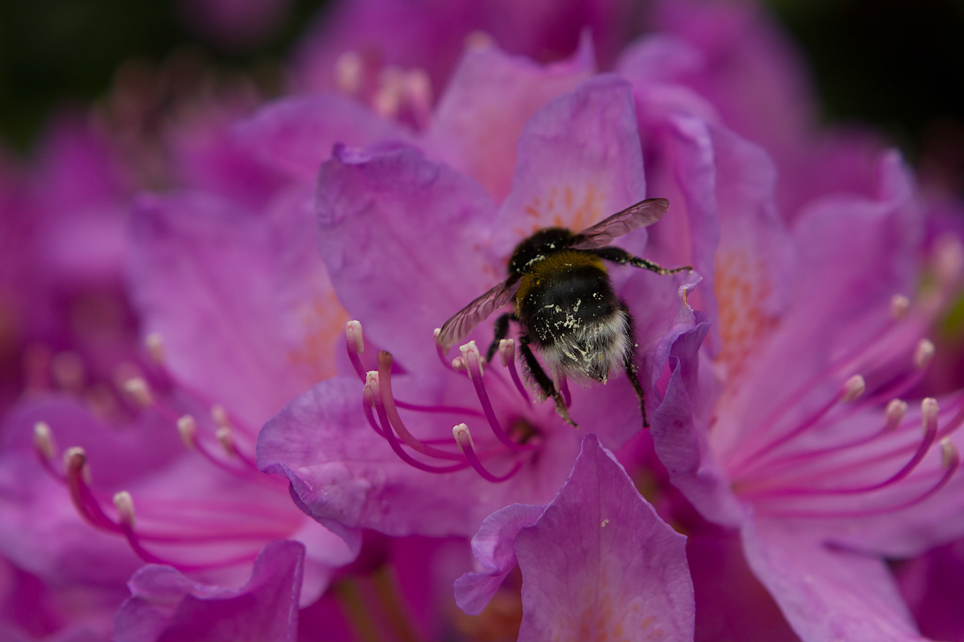 Honey bee - Honingbij