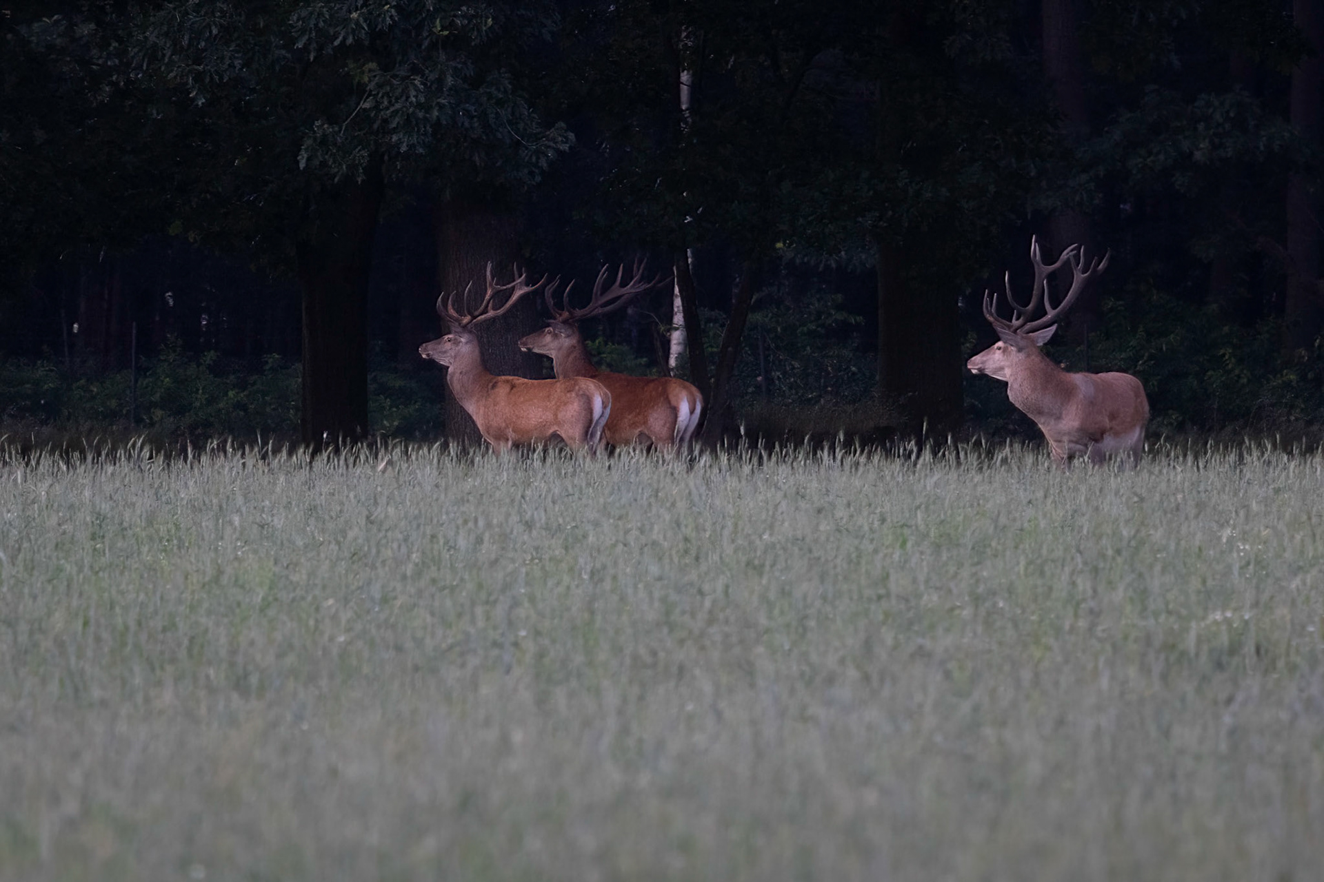 Edelhert-Red Deer-Rothirsch-Cerf Elaph