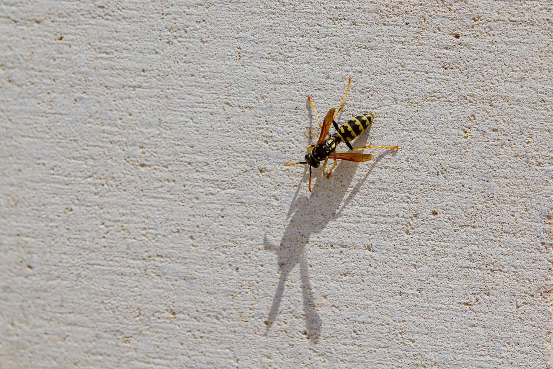 Wasp - Wesp