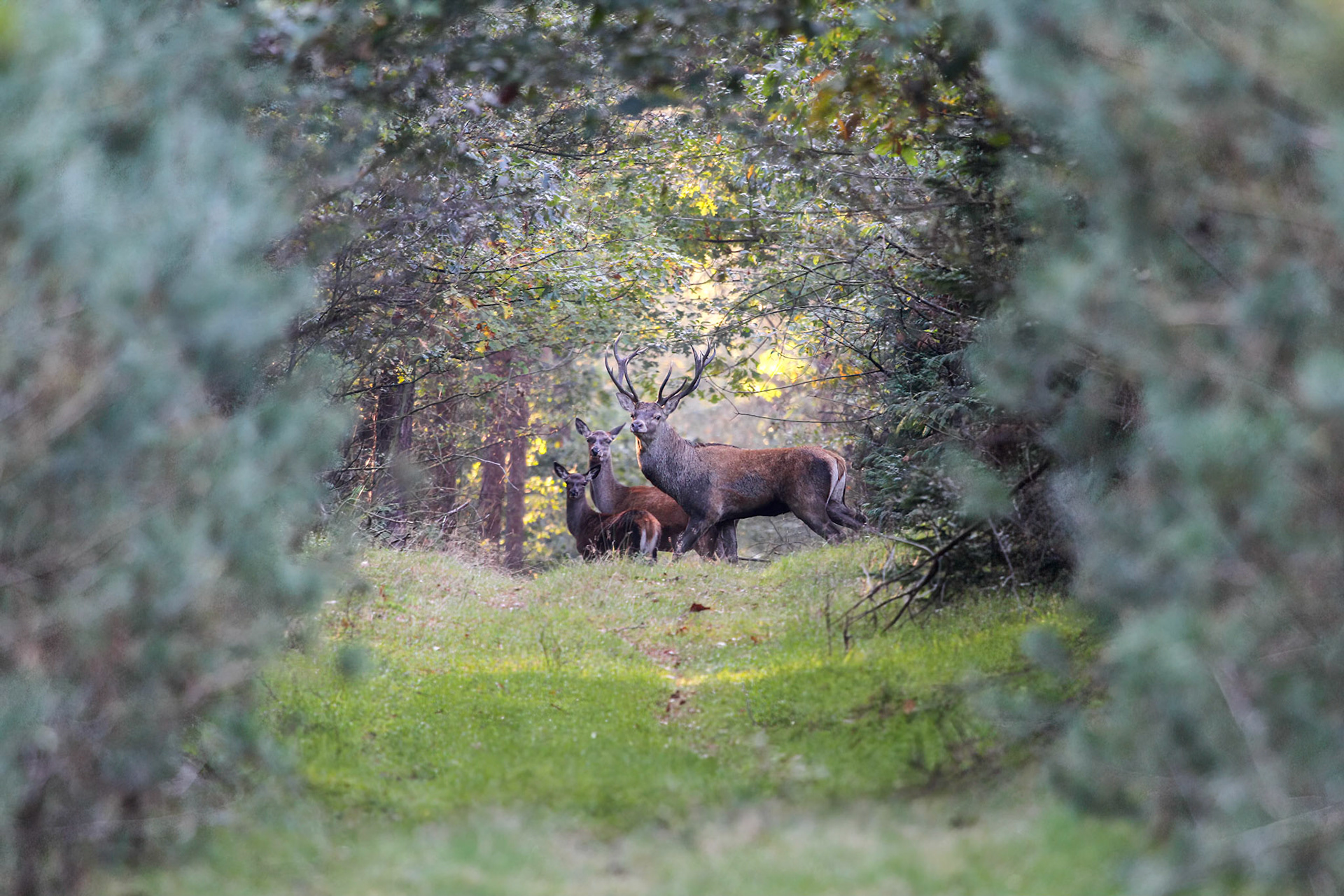 Edelhert-Red Deer-Rothirsch-Cerf Elaph