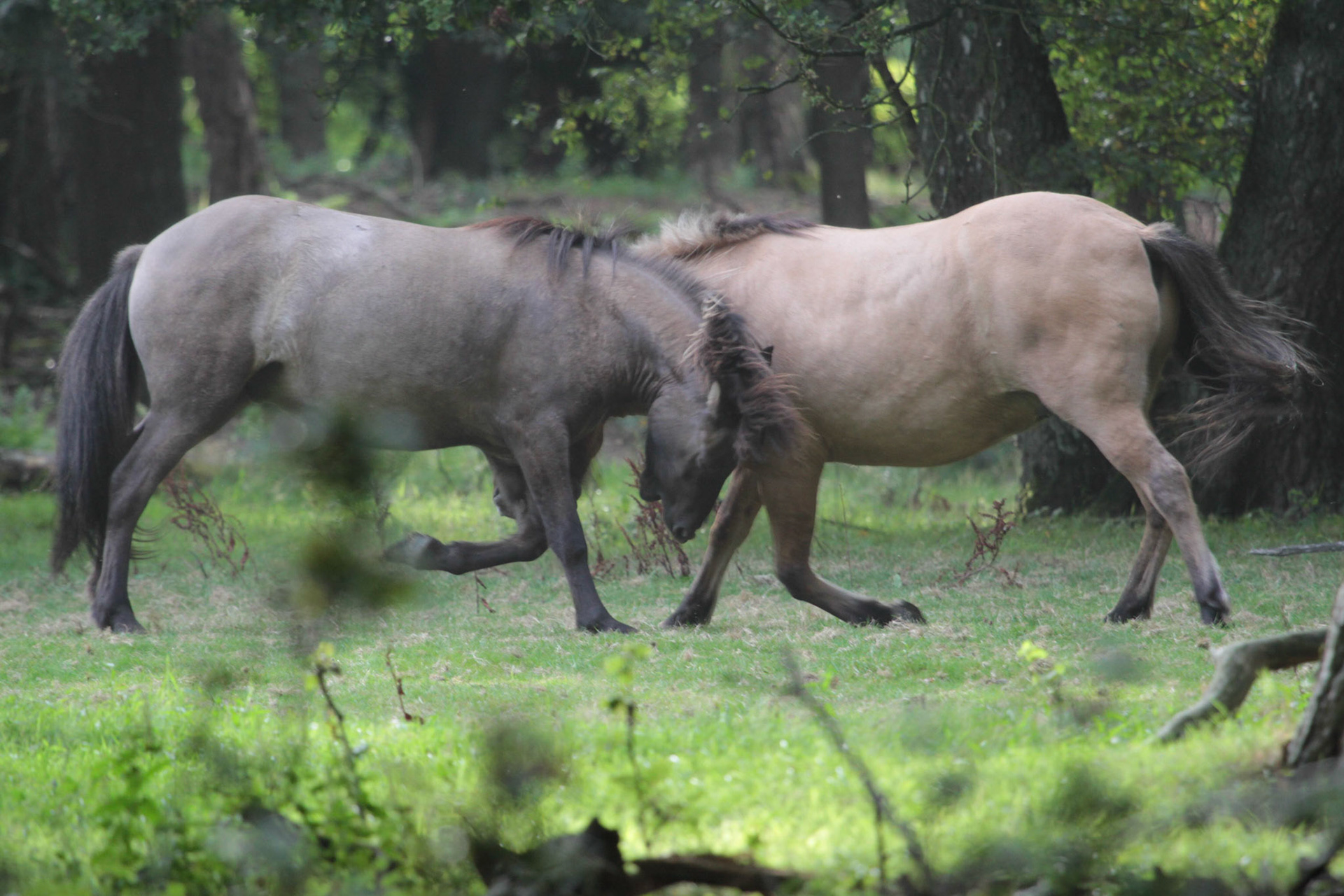 Icelandic Horse - IJslands paard
