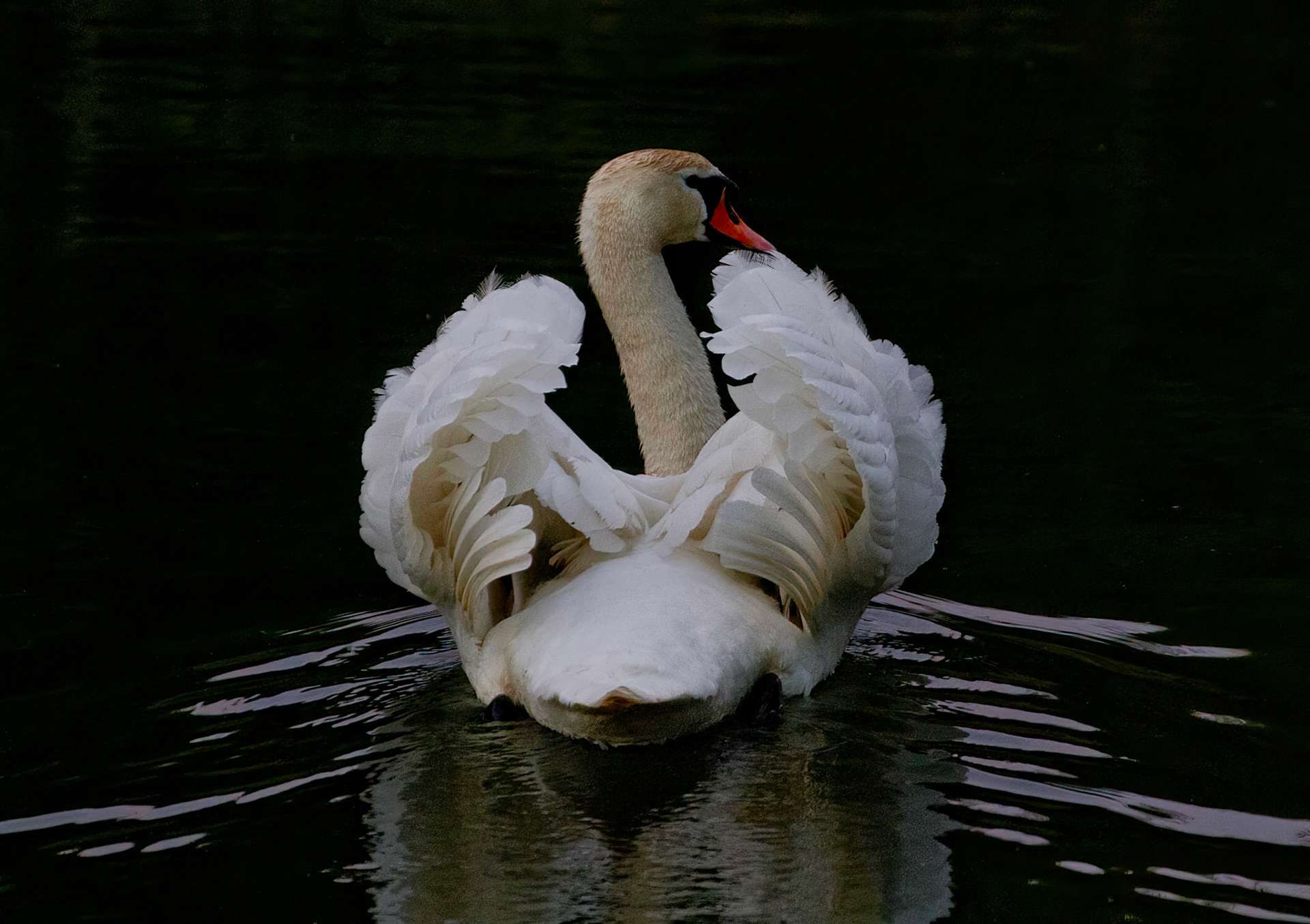 Mute Swan - Knobbelzwaan