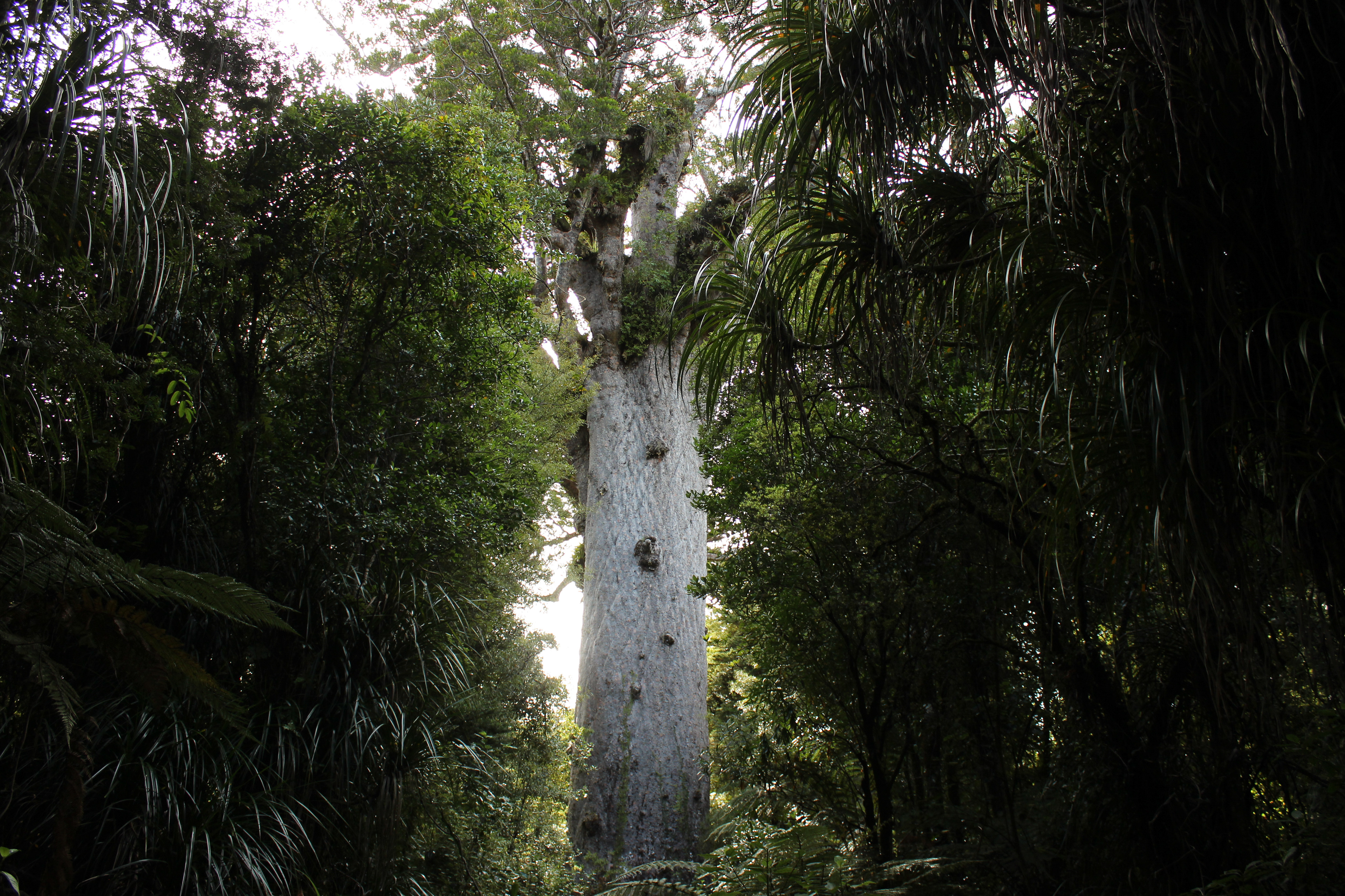Tane Mahute - Neuseeland's grösster, bekannter Kauri-Baum
