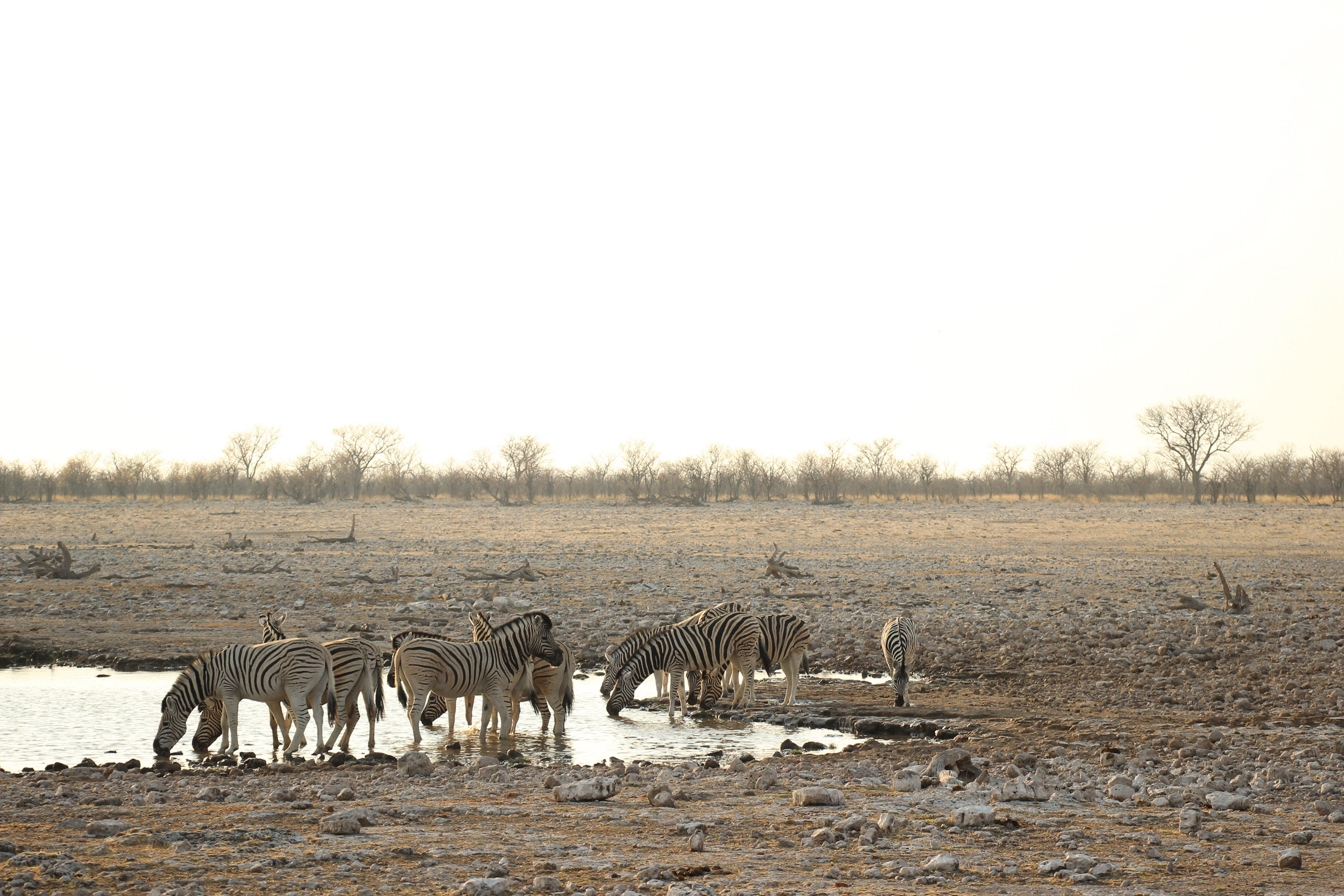 Etosha-Nationalpark
