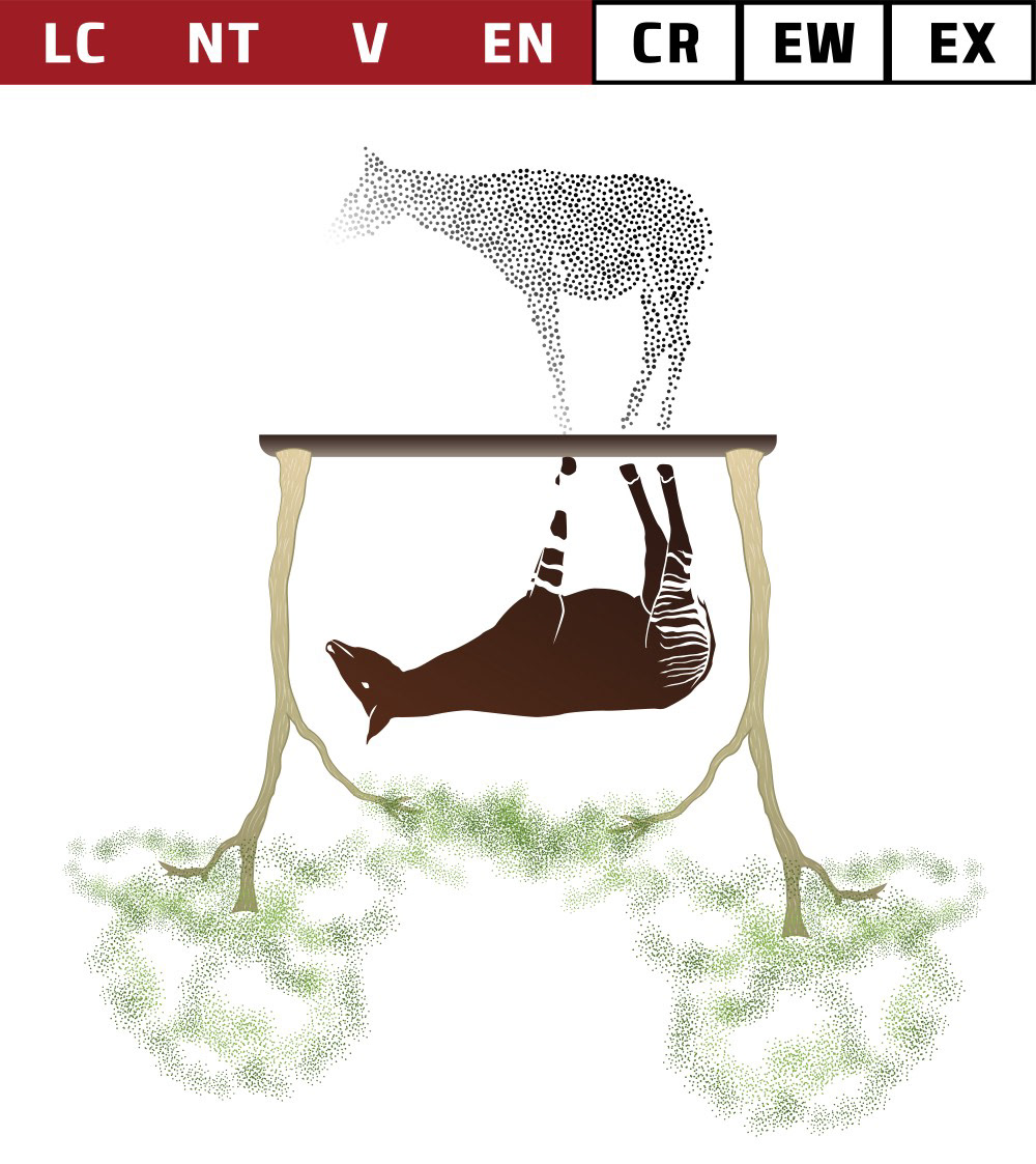 OKAPI CONSERVATION CONCEPT 2