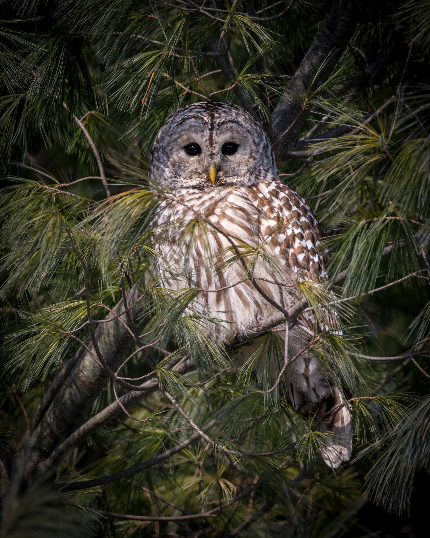 Barred Owl