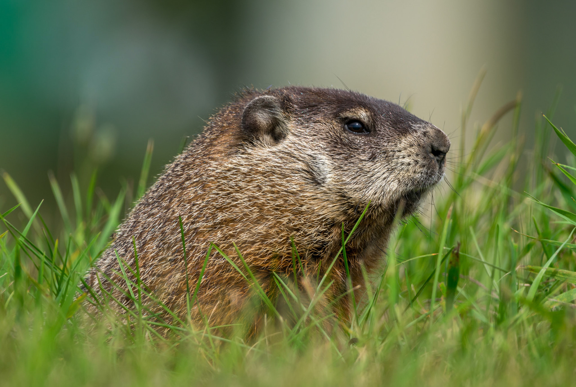 Groundhog