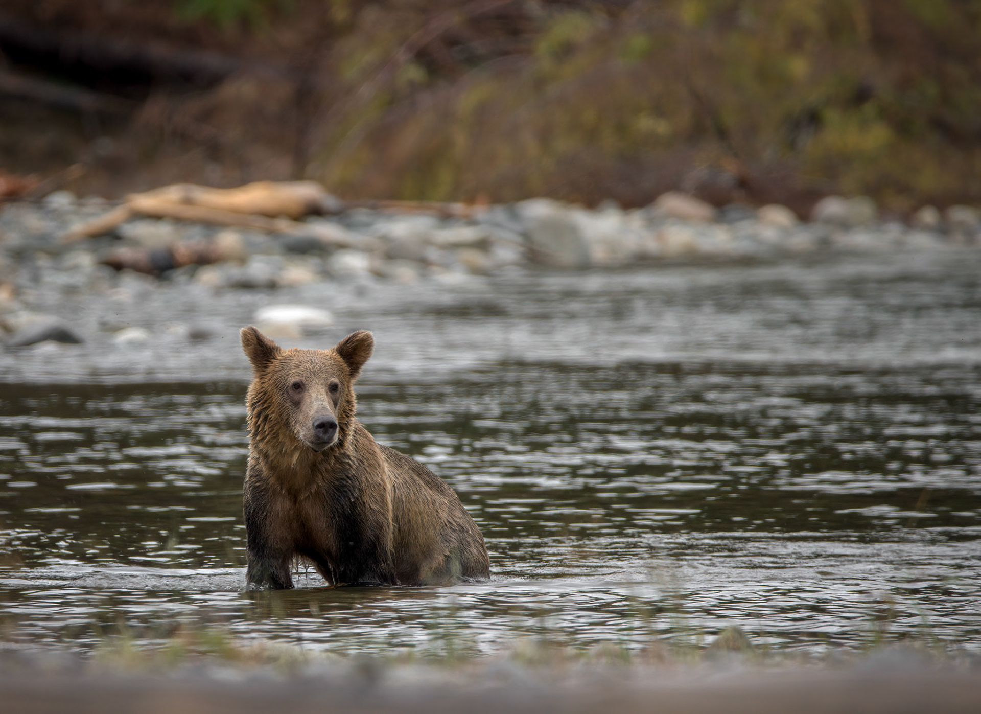 Grizzly Bear