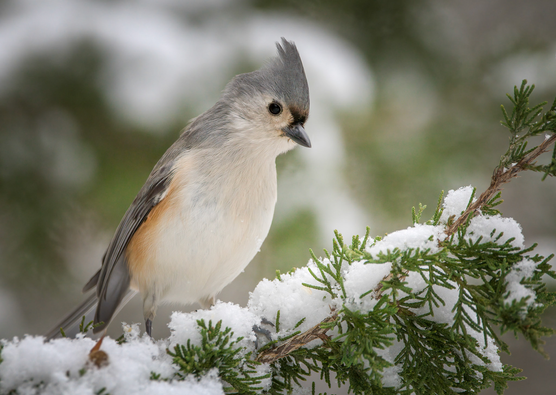 Tufted Titmouse