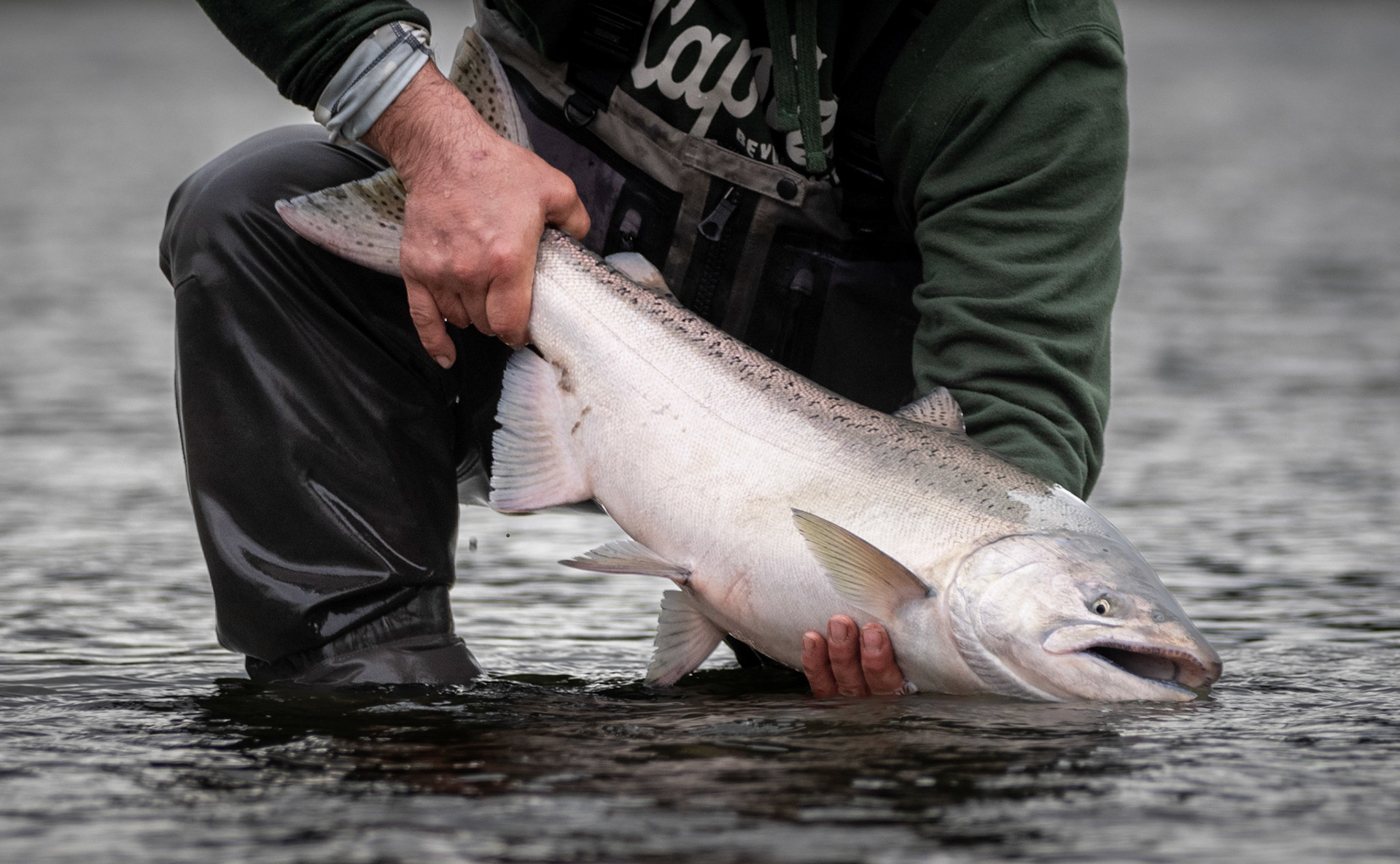 Chinook Salmon