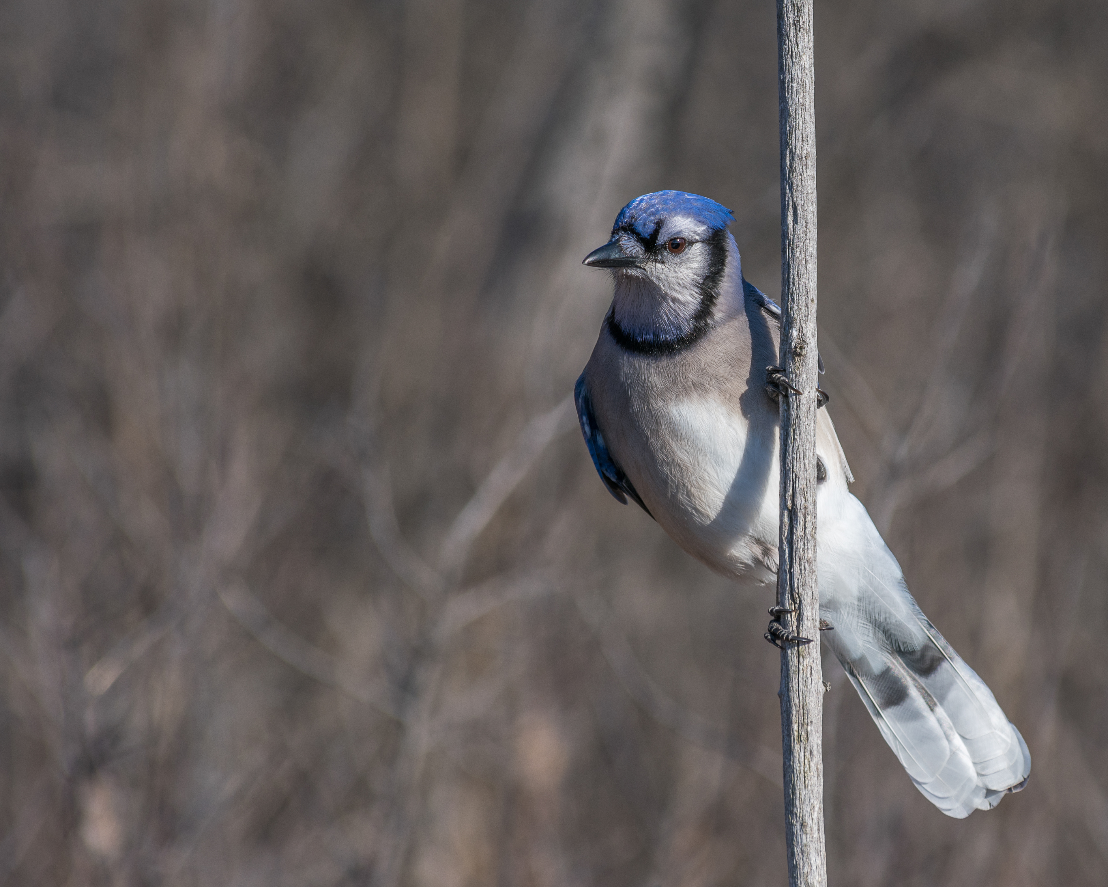 Blue Jay