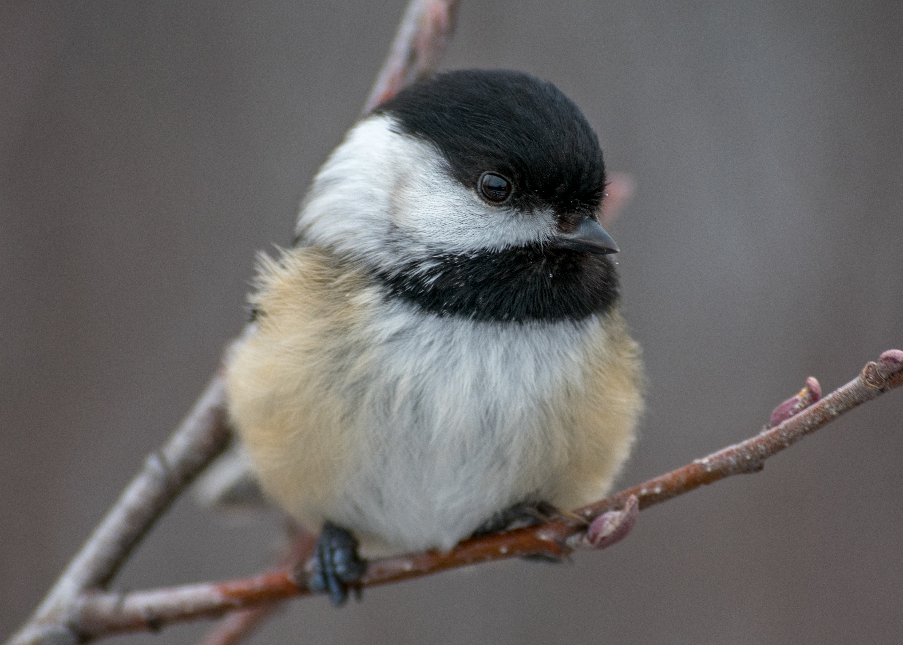 Black-Capped Chickadee