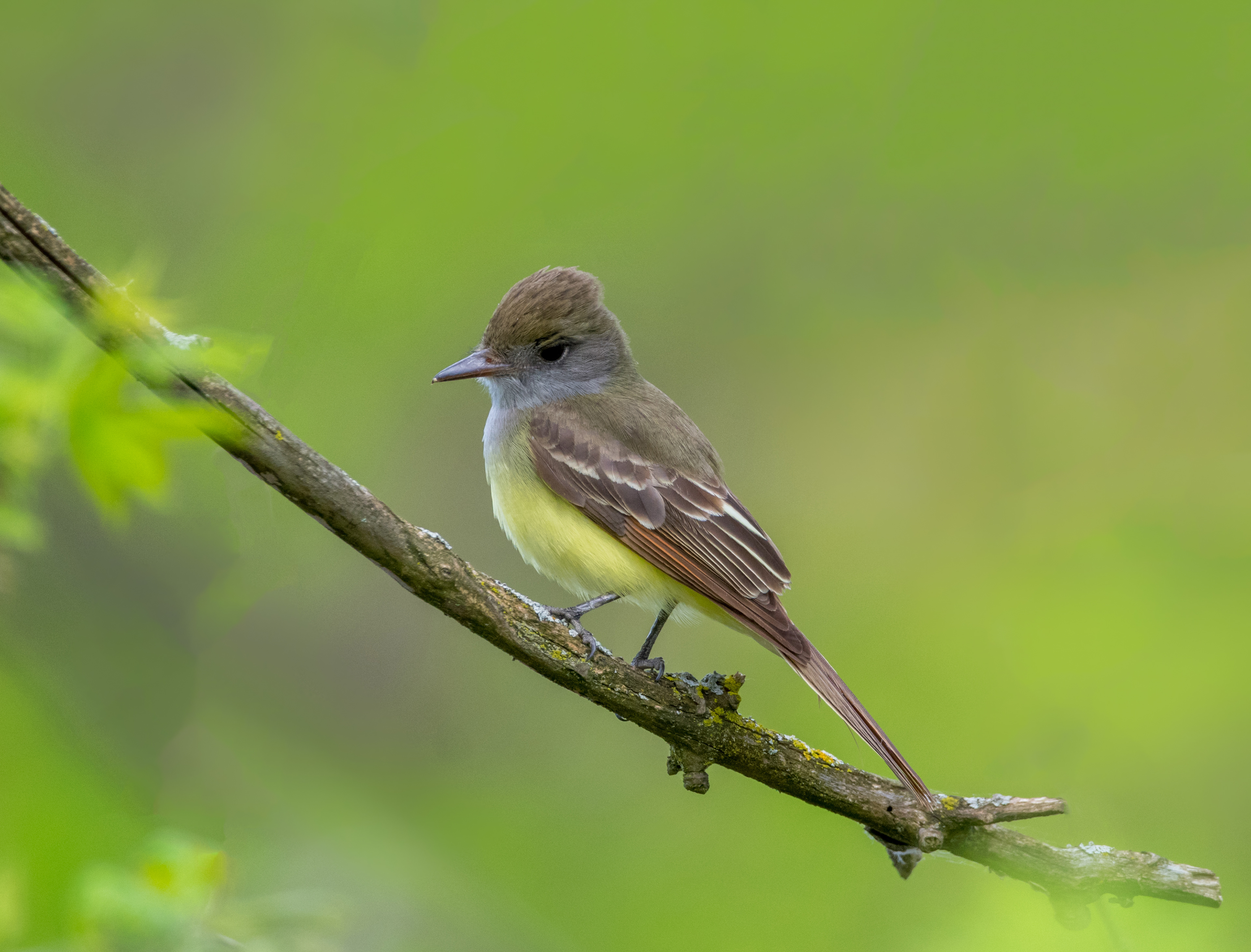 Great-Crested Flycatcher 