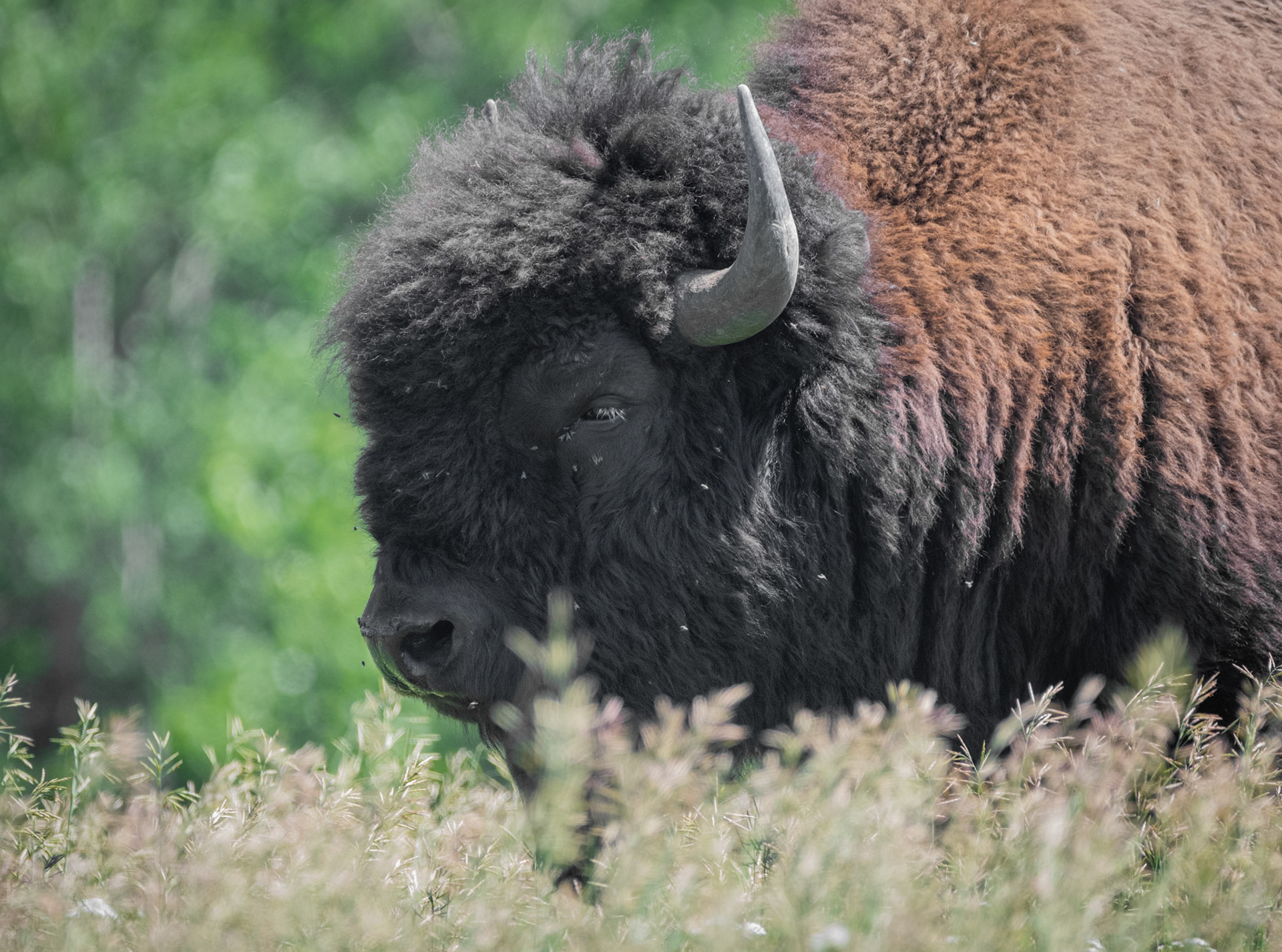 Bison