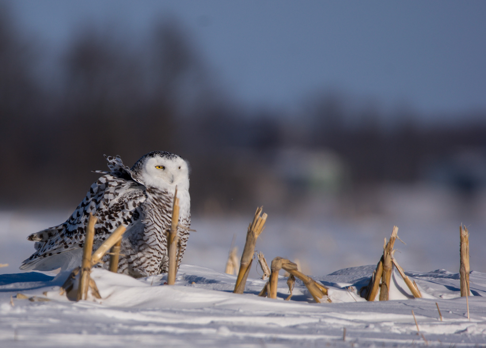 Snowy Owl