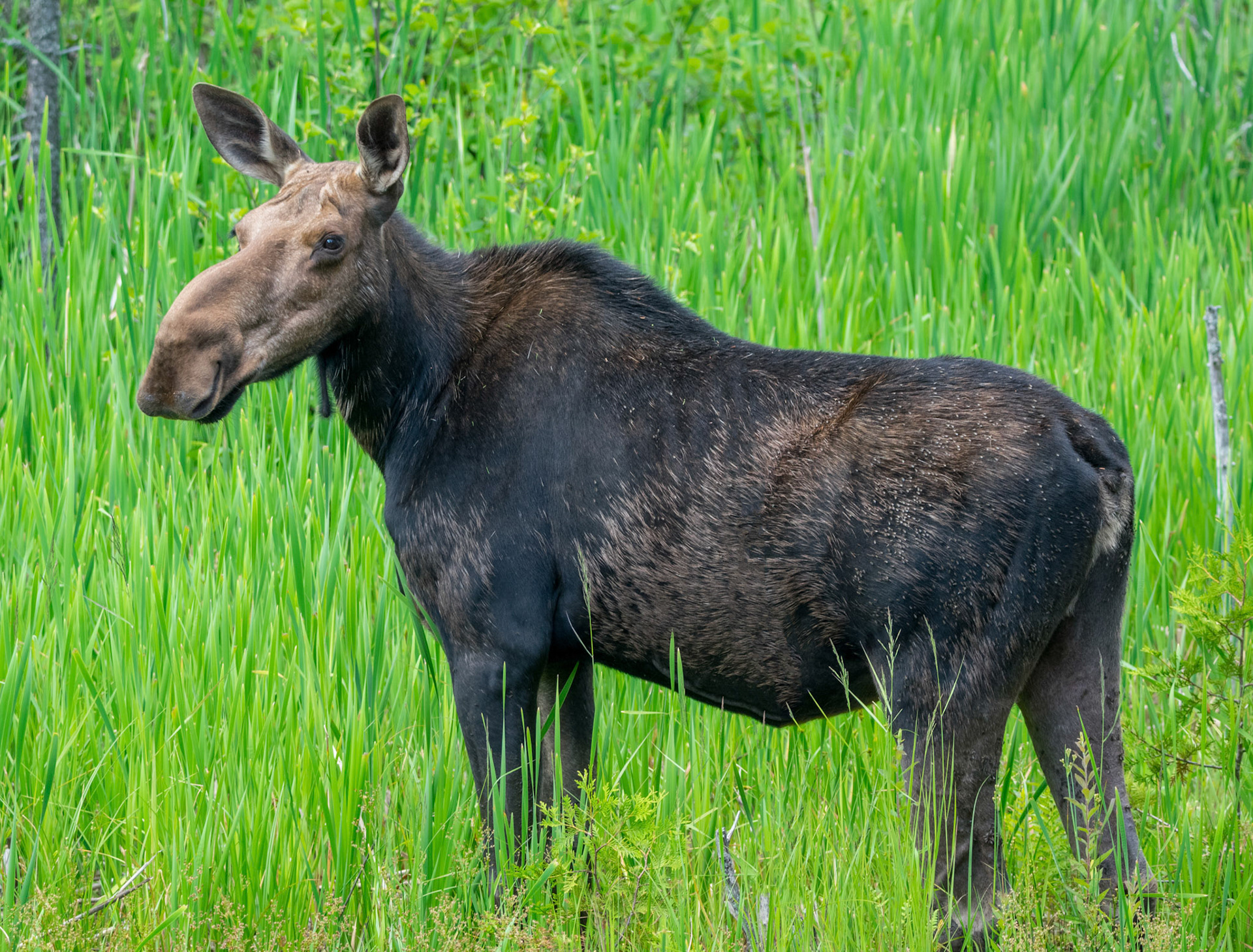 Moose