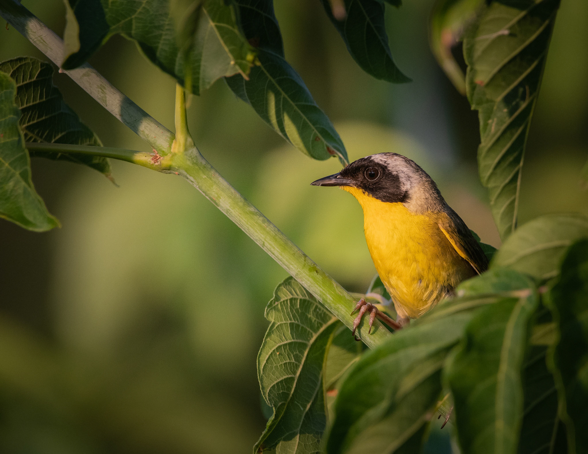 Common Yellowthroat